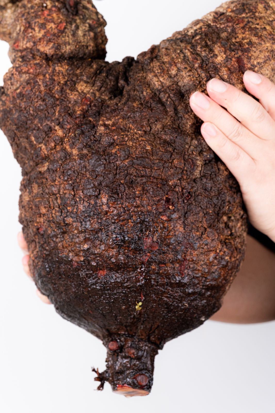 XP116 オペルクリカリア パキプス コーデックス ベアルート株 - メルカリ