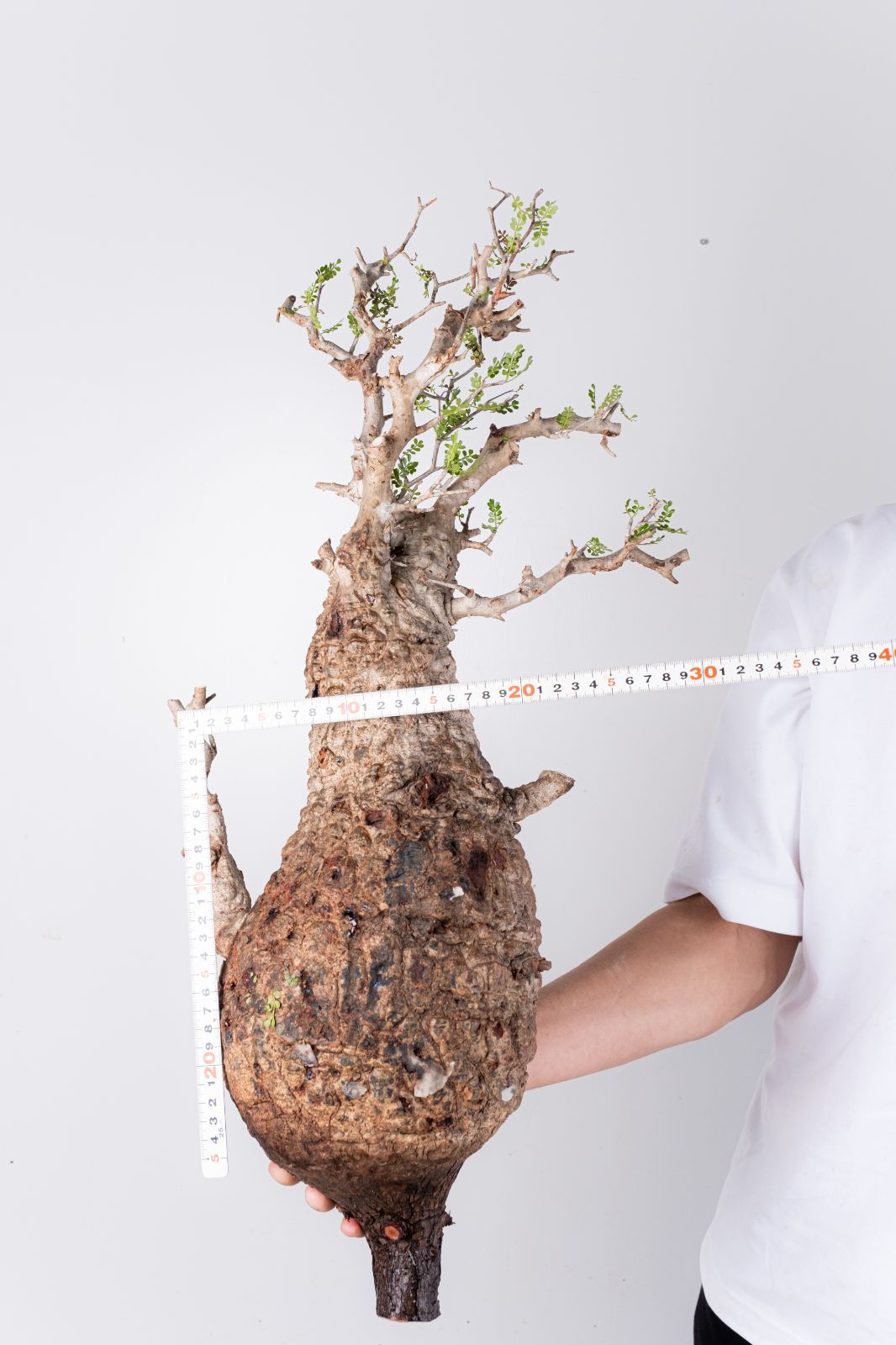 XP102 オペルクリカリア パキプス コーデックス ベアルート株 - メルカリ