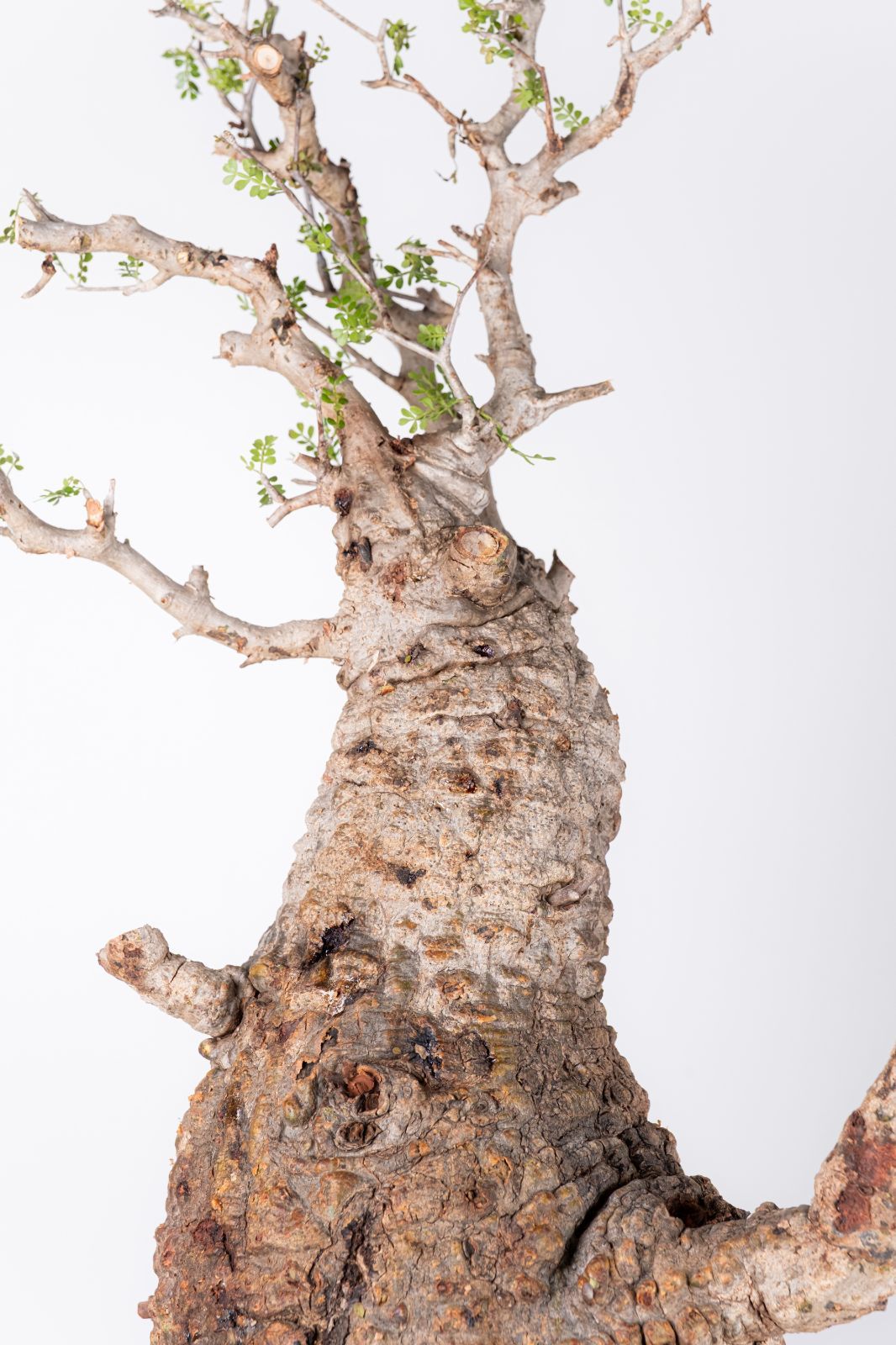 XP102 オペルクリカリア パキプス コーデックス ベアルート株 - メルカリ