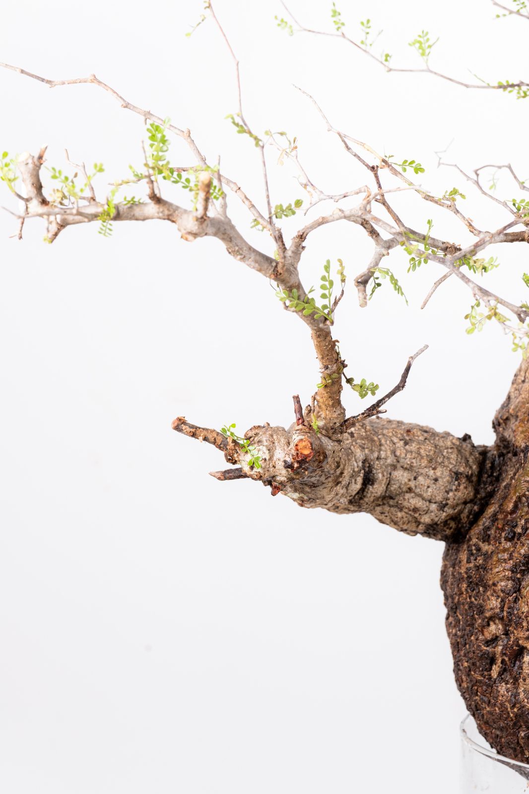 XP124 オペルクリカリア パキプス コーデックス ベアルート株 - メルカリ