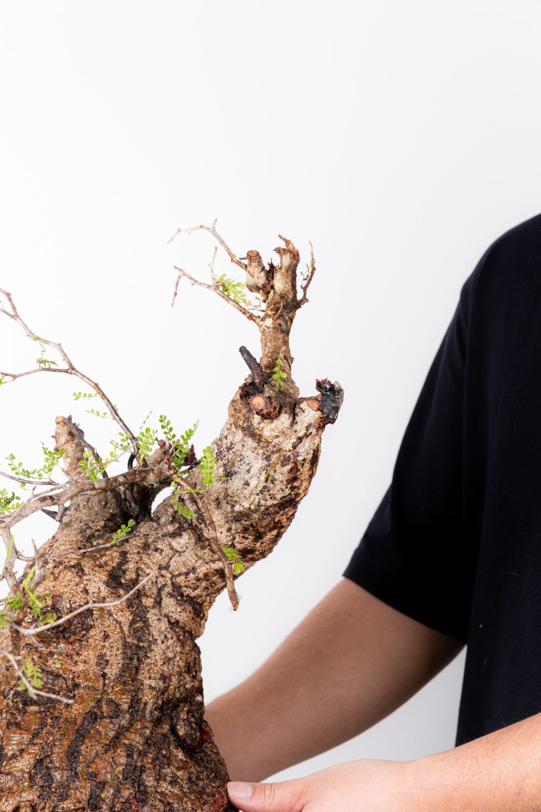 XP124 オペルクリカリア パキプス コーデックス ベアルート株 - メルカリ