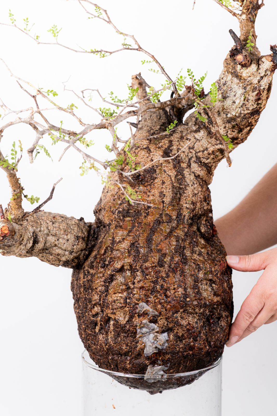 XP124 オペルクリカリア パキプス コーデックス ベアルート株 - メルカリ