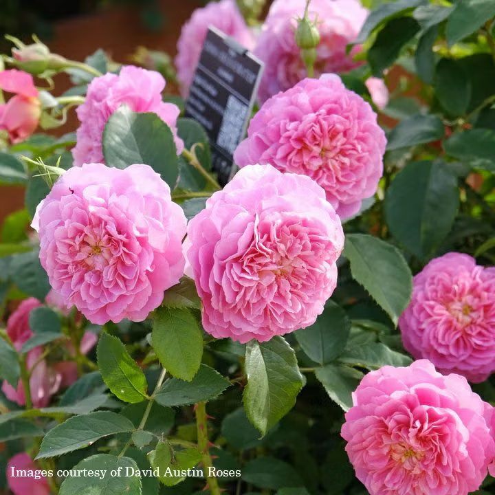 バラ苗　切りバラ苗　emma w♡♡dｈ♡use rose バラ苗 【エマブリッジウォーター】 (大苗) シュラブ 半つる性