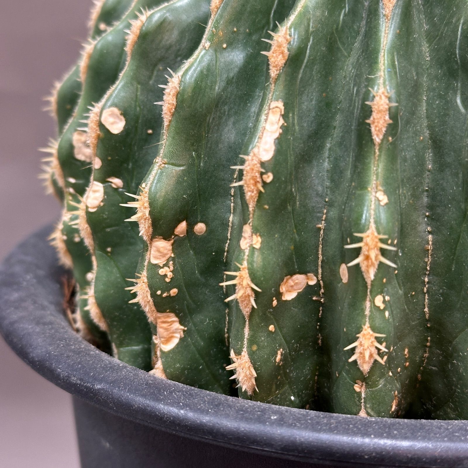 Echinocactus grusonii エキノカクタス グルソニー 金鯱 棘無金鯱