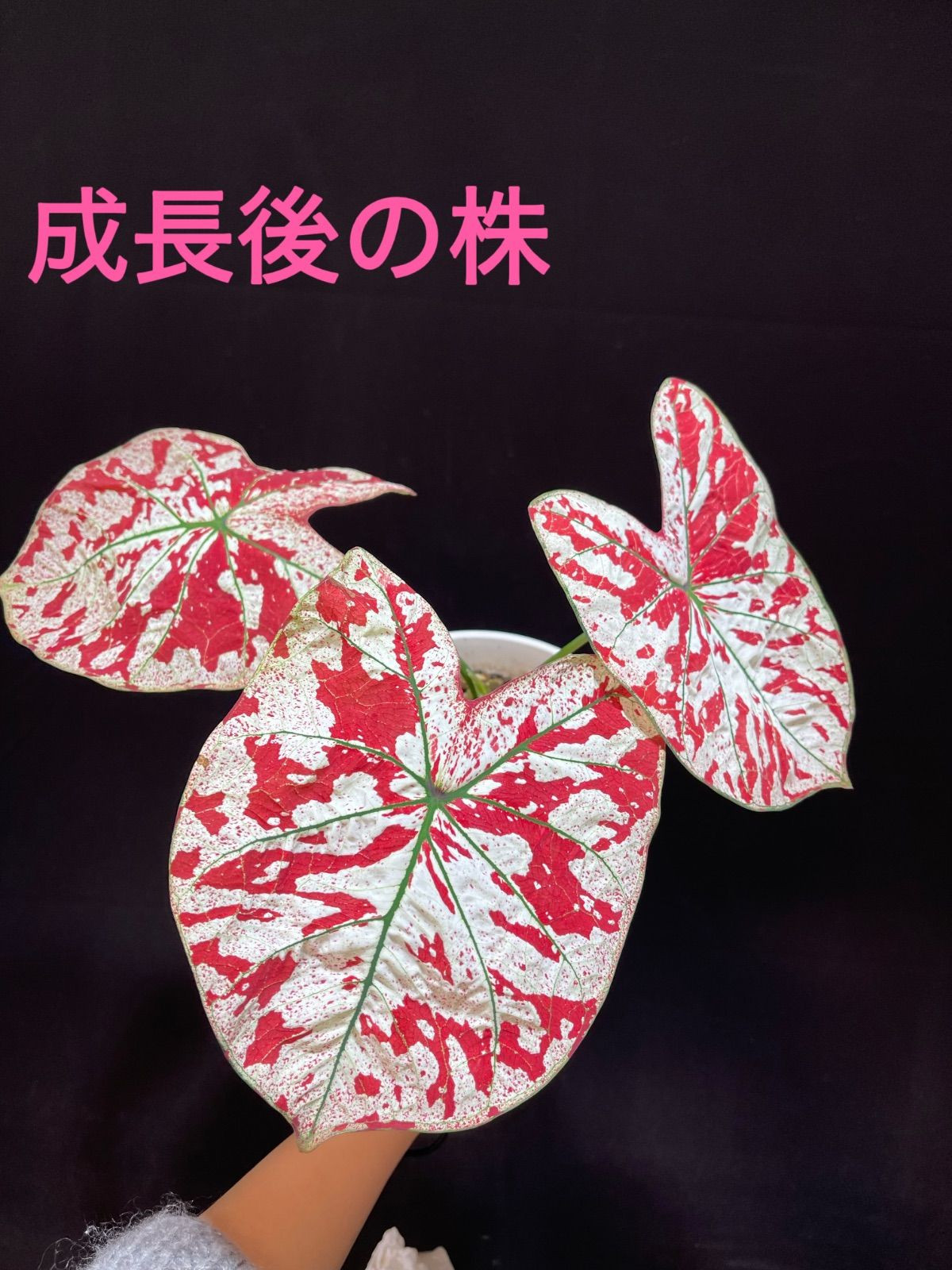 カラジウム　ユニバース カラジウム ユニバース – Plants Navi