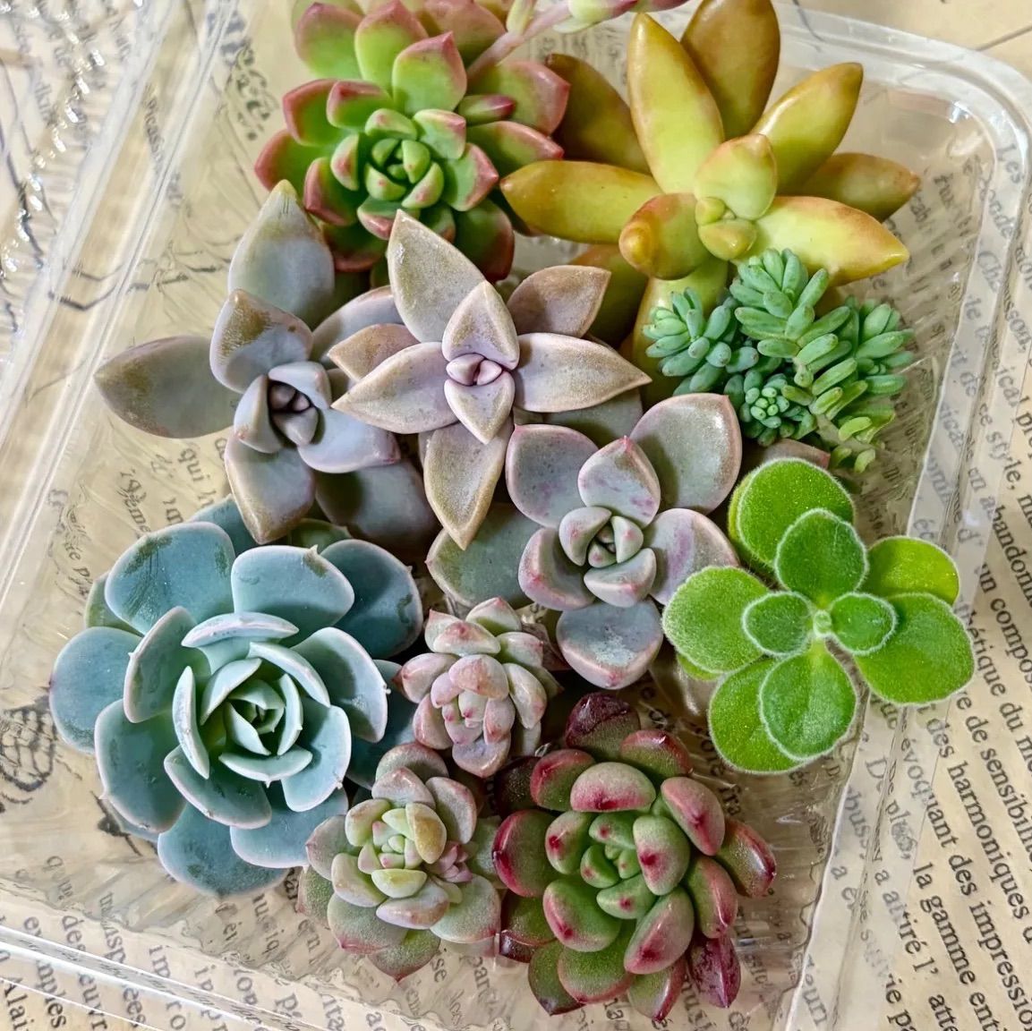 多肉植物 カット苗 寄せ植え 詰め合わせ - メルカリ