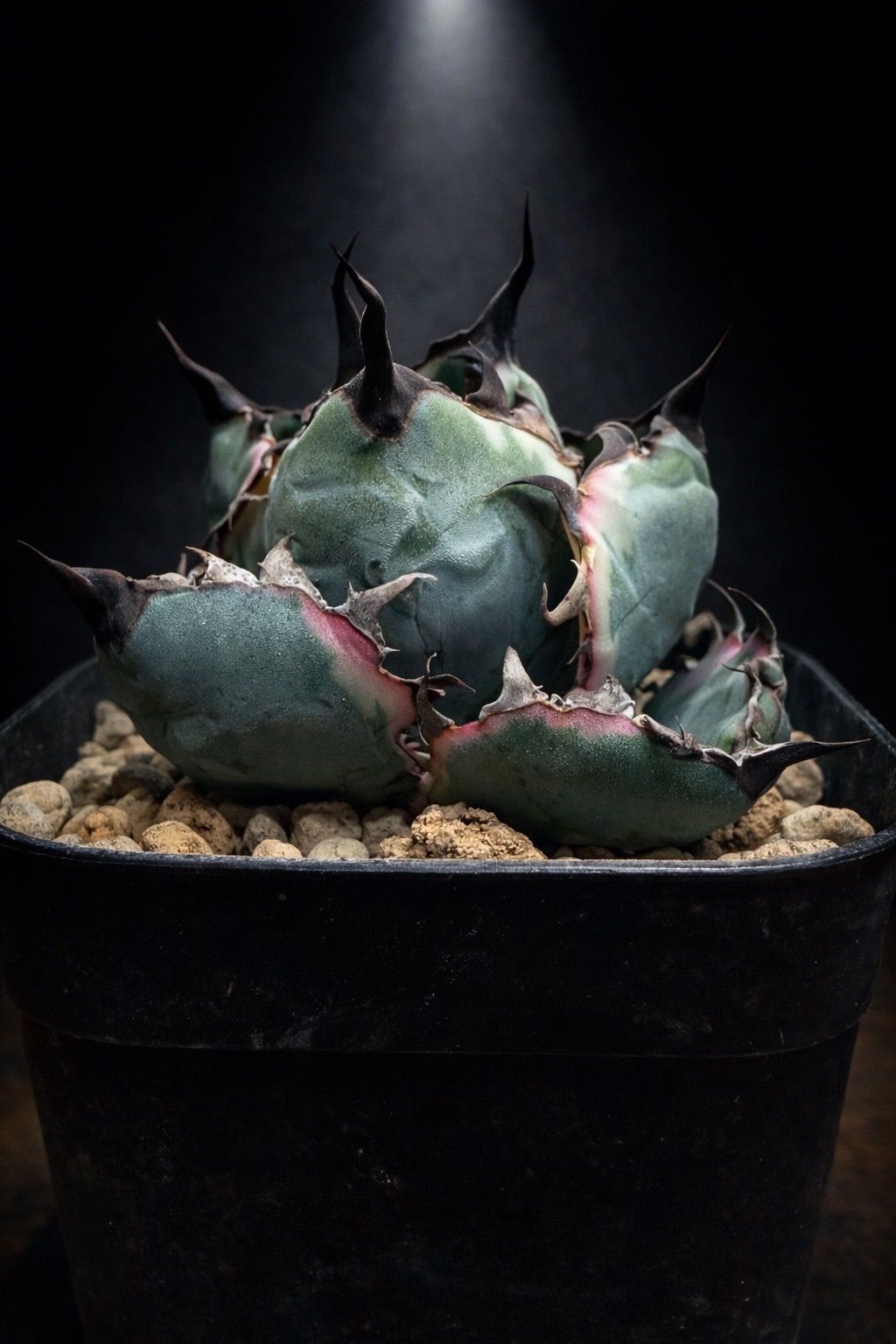 ブルーダイヤモンド　BB【ピンク斑入り】【ボール型】【台湾ナーセリー】 ブラックアンドブルー【BB】【ブルーダイヤモンド】【ピンク斑入り