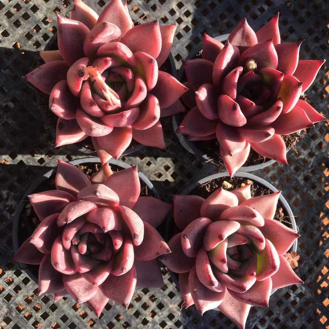 18株の抜き苗セット】ロメオ 多肉植物 佐川急便発送 エケベリア 韓国苗