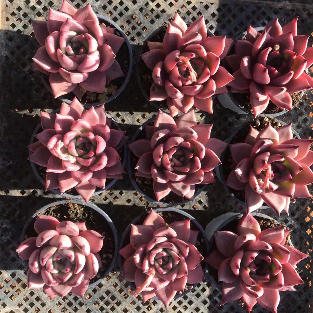 18株の抜き苗セット】ロメオ 多肉植物 佐川急便発送 エケベリア 韓国苗