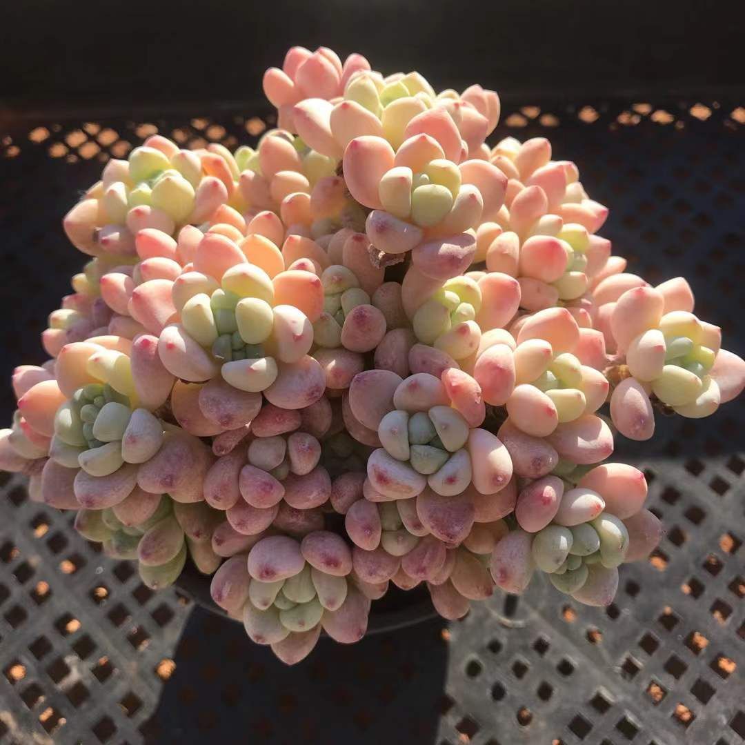 Top【選抜株】多肉植物 23486ゴールドスピンク 105個 プラグトレー苗