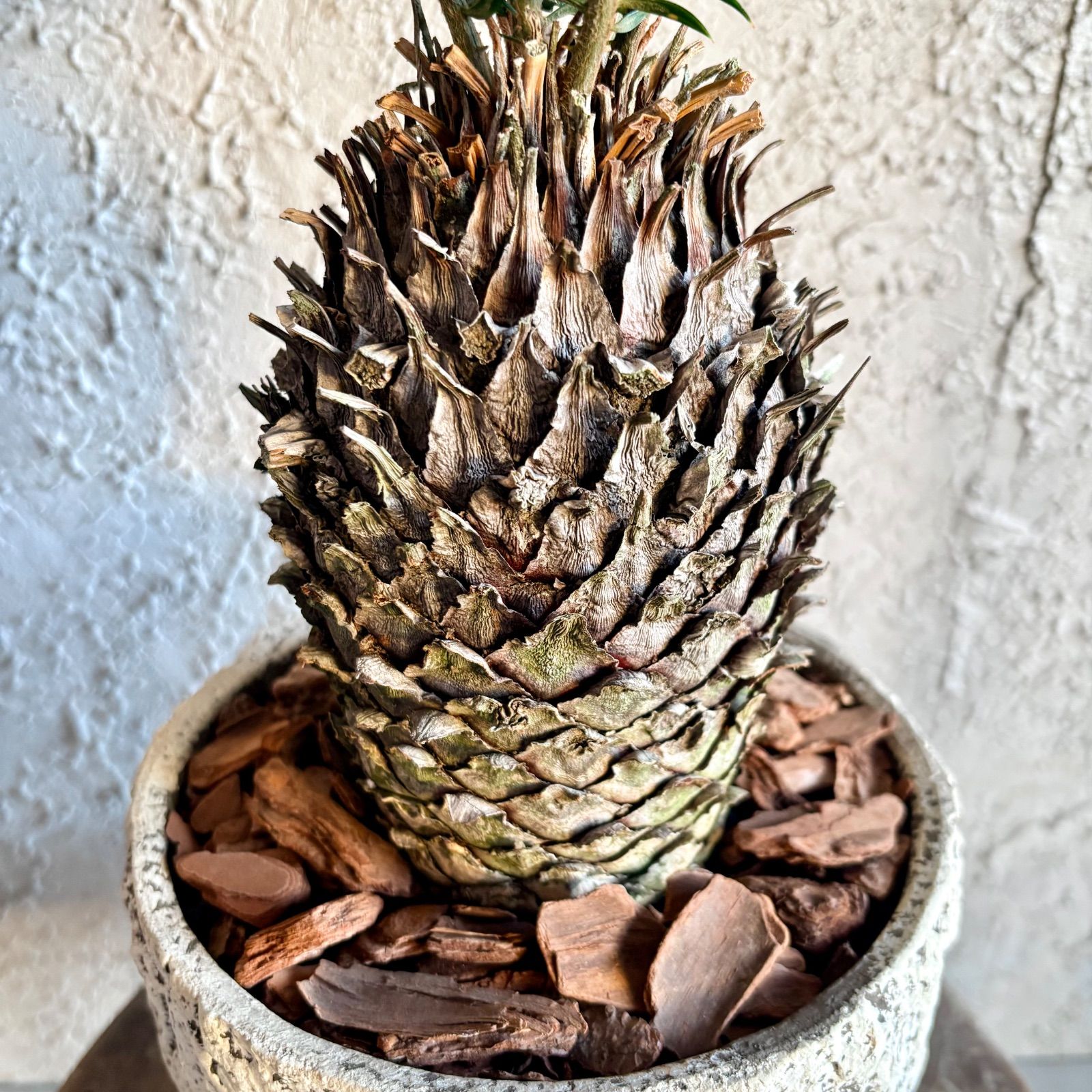 希少品種 金環ソテツ 蘇轍 6号 テラコッタ鉢植え 受け皿付き - メルカリ