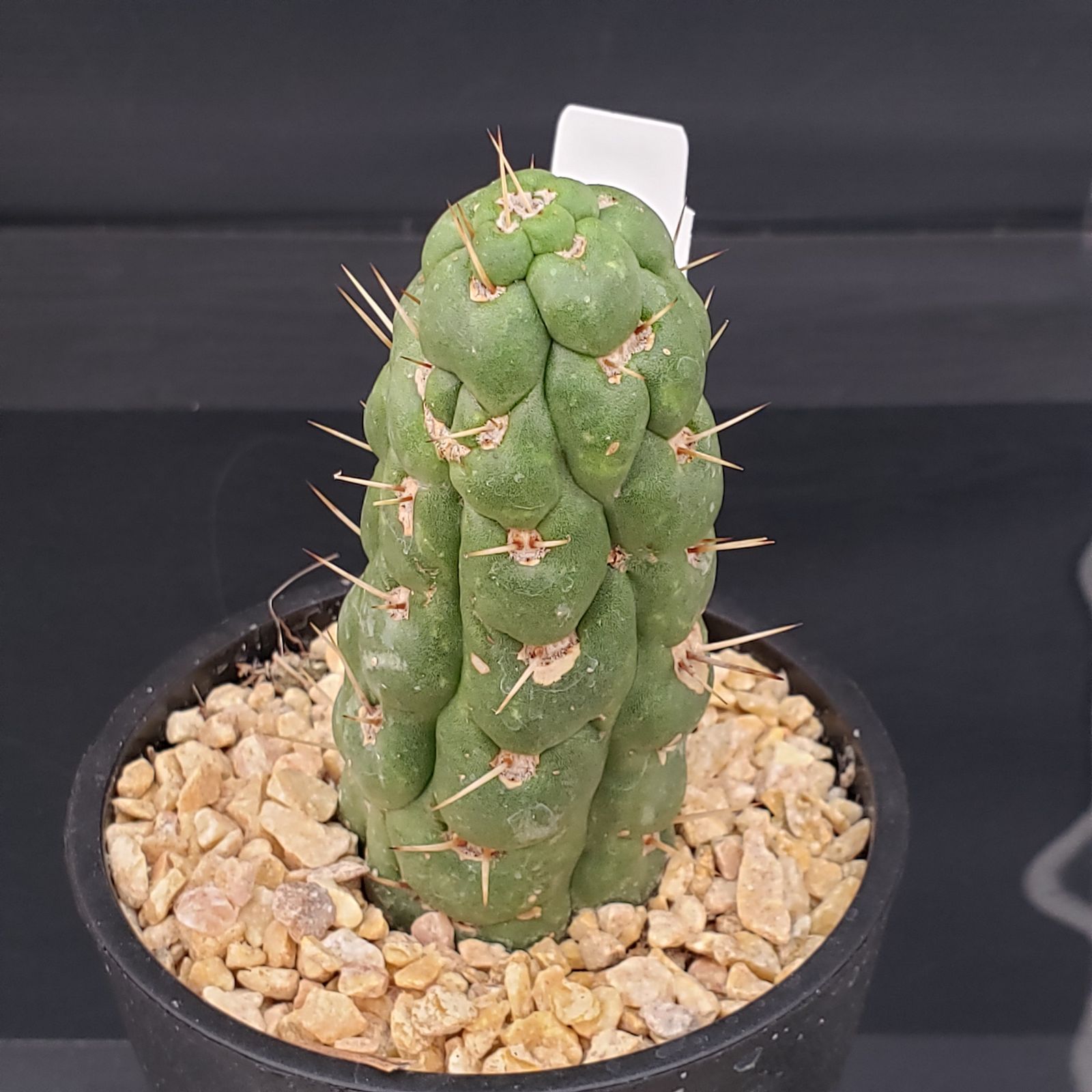 N013【シン入荷！】ユーリキニア カスタネア スピラリス（鉢植え