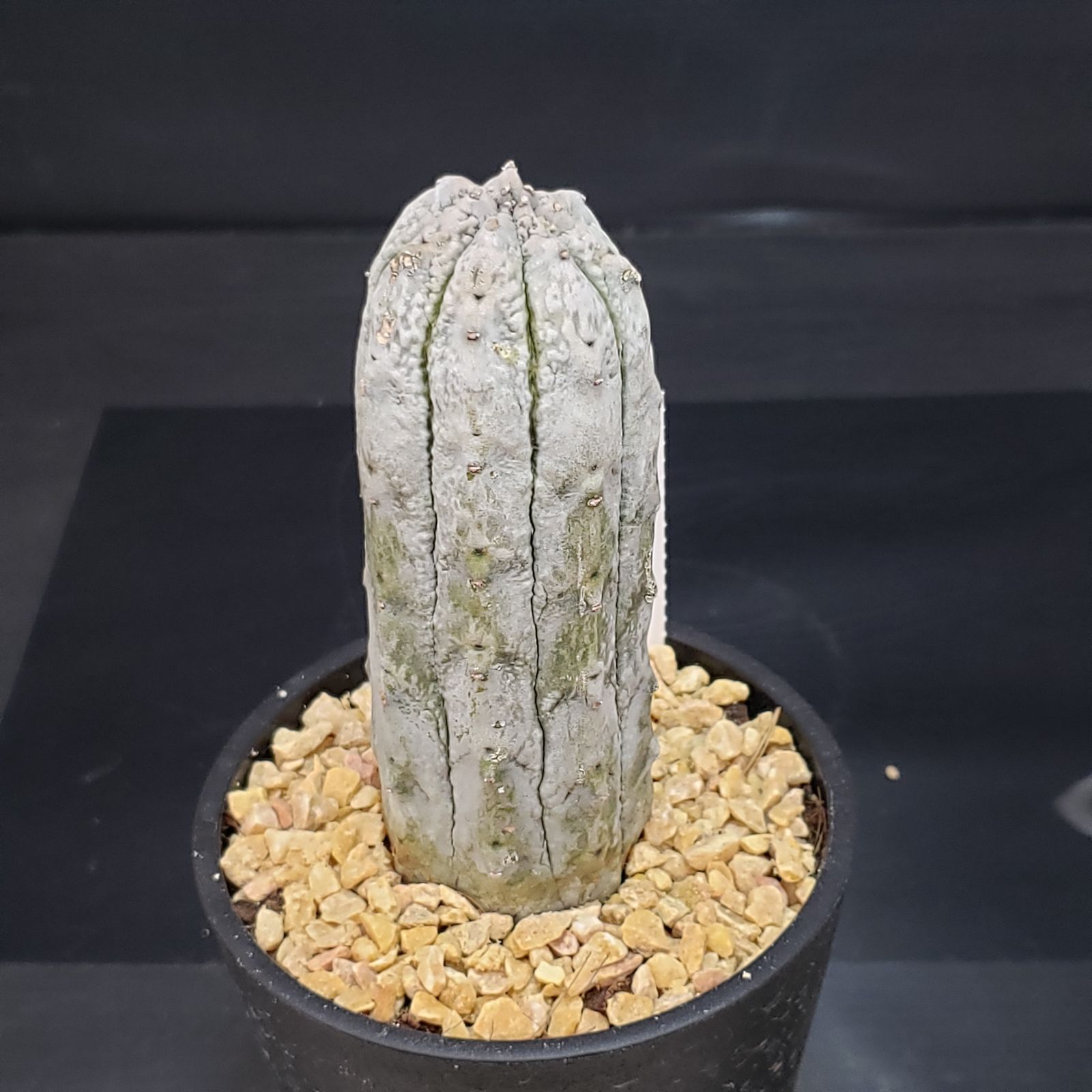 【レアプランツ】ユーフォルビア アブデルクリ ダブルヘッド メルカリ便抜き苗発送 レアプランツ】ユーフォルビア アブデルクリ ダブルヘッド メルカリ便