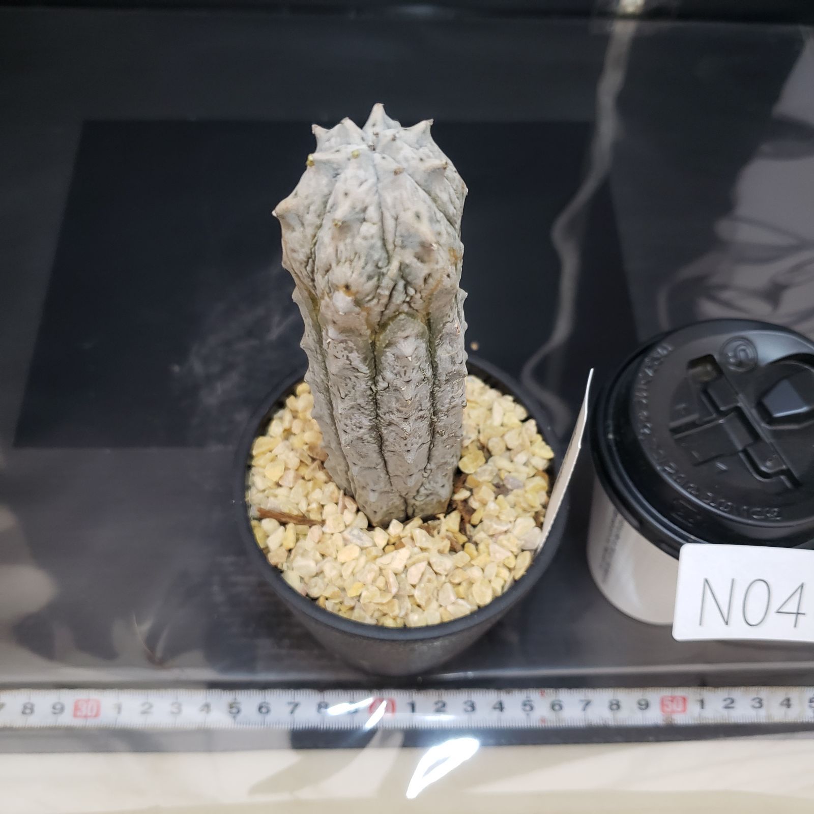 レアプランツ】ユーフォルビア アブデルクリ ダブルヘッド メルカリ便