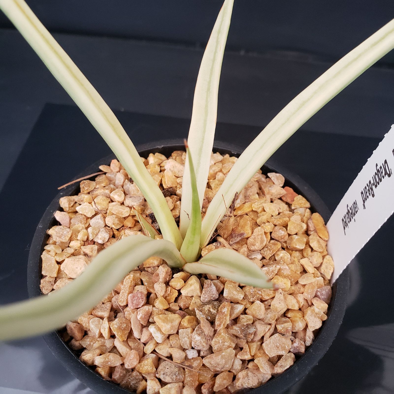 N064【シン入荷！】サンセベリア ダンシングドラゴン（斑入り・鉢植え