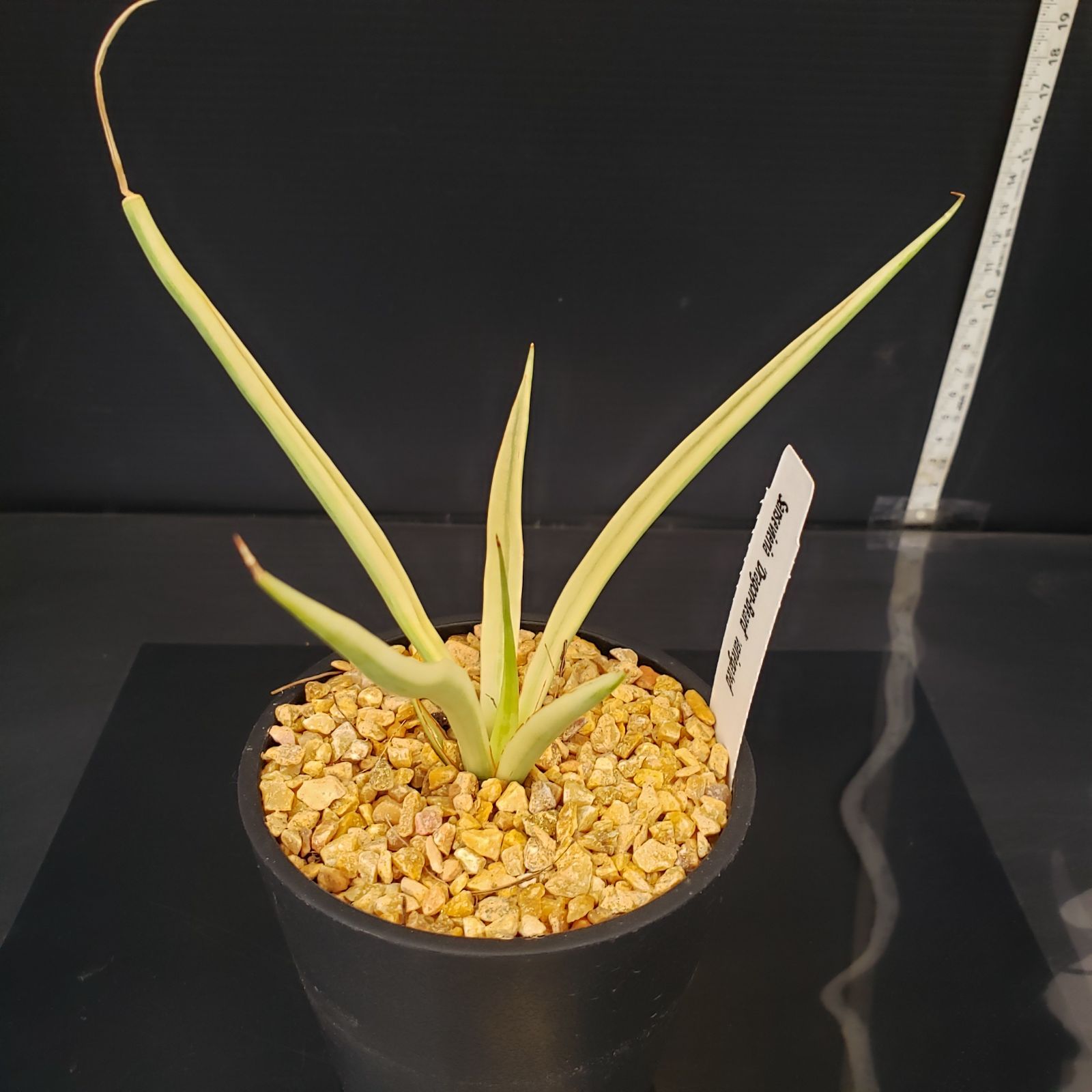 N064【シン入荷！】サンセベリア ダンシングドラゴン（斑入り・鉢植え