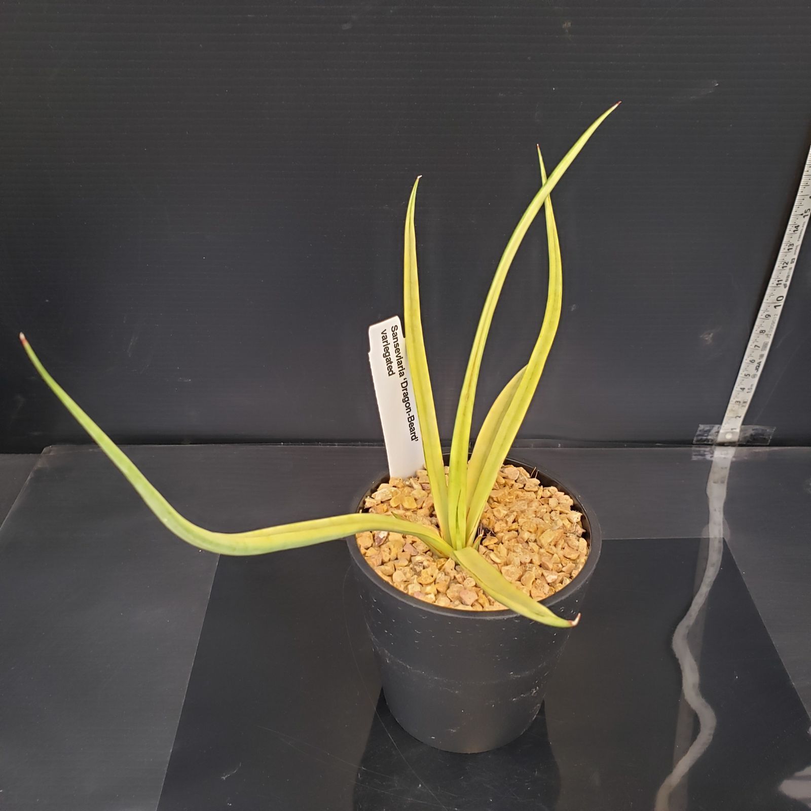 N066【シン入荷！】サンセベリア ダンシングドラゴン（斑入り・鉢植え