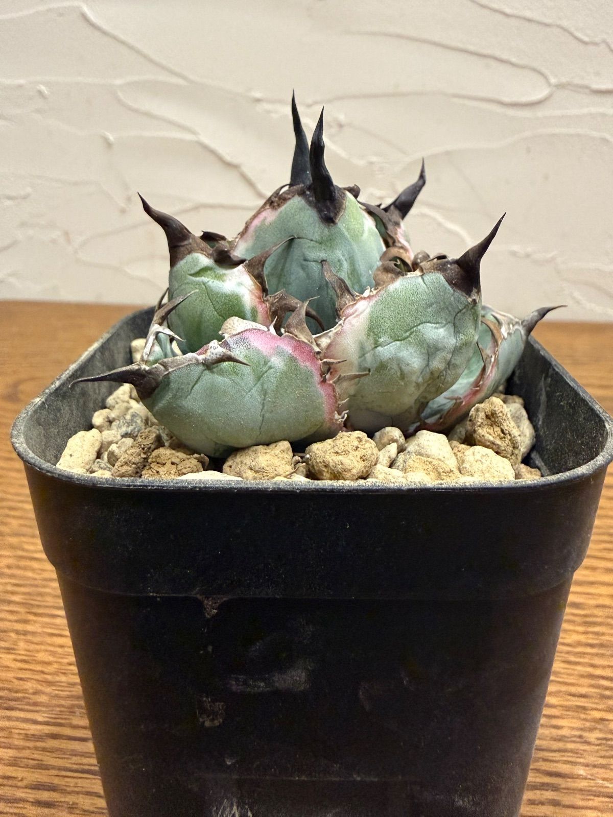 ブラックアンドブルー【BB】【ブルーダイヤモンド】【ピンク斑入り