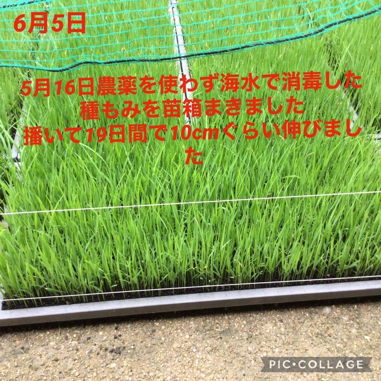 岡山県産 にこまる玄米10kg 農薬不使用 - メルカリ