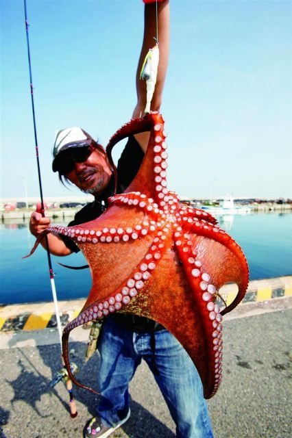 送料無料】DUEL(デュエル) YO-ZURI(ヨーヅリ) エギ(タコ): タコやん