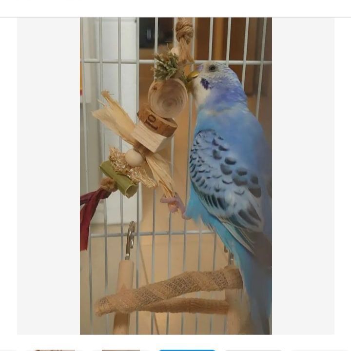 T6 自然素材 インコ ガジガジおもちゃ バードトイセット フォージング