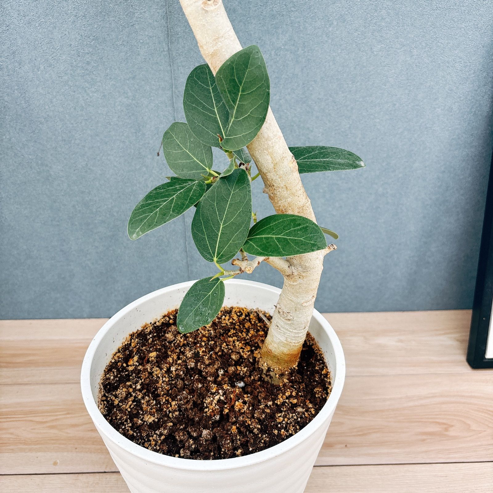 現品］☆おしゃれ☆ 2番 フィカス ベンガレンシス 曲がり 8号 観葉植物