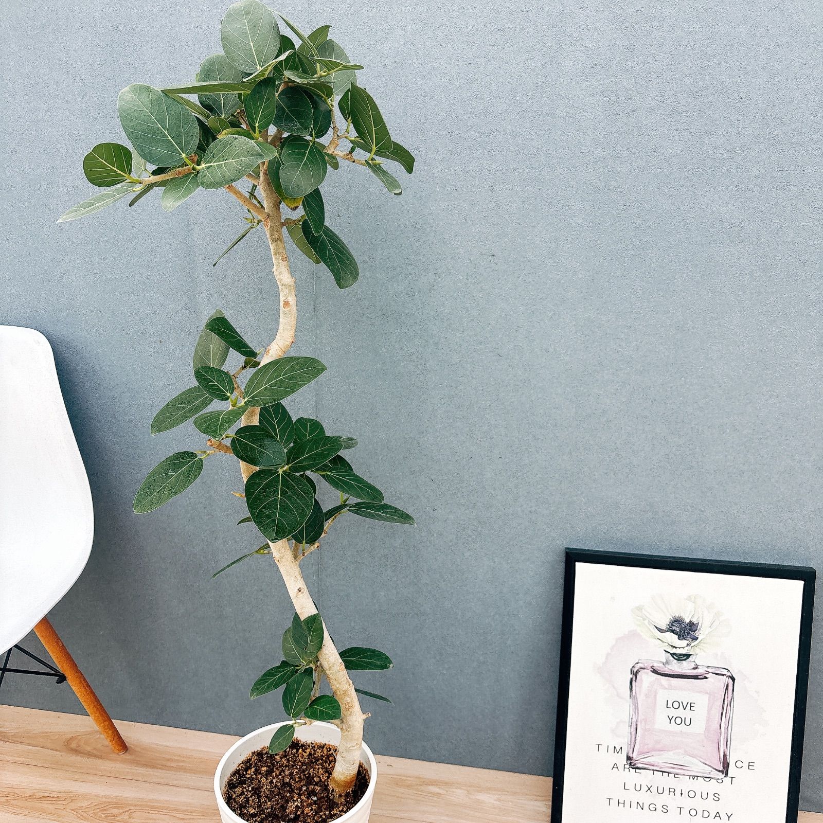 現品］☆おしゃれ☆ 2番 フィカス ベンガレンシス 曲がり 8号 観葉植物