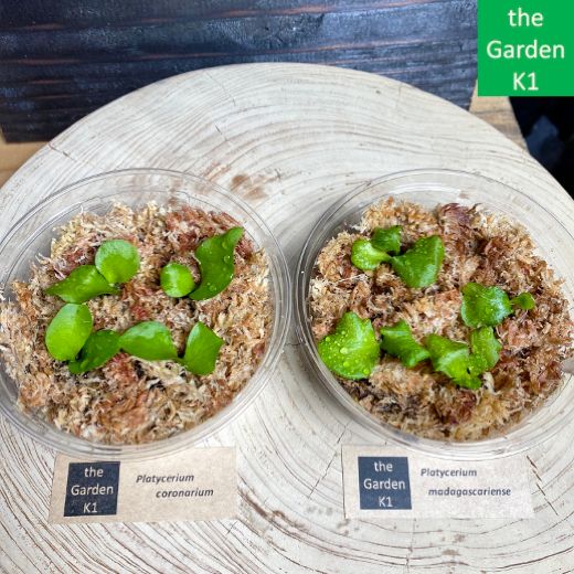 ビカクシダ】コロナリウム・マダガスカリエンセ 幼苗 CM018 【コウモリ