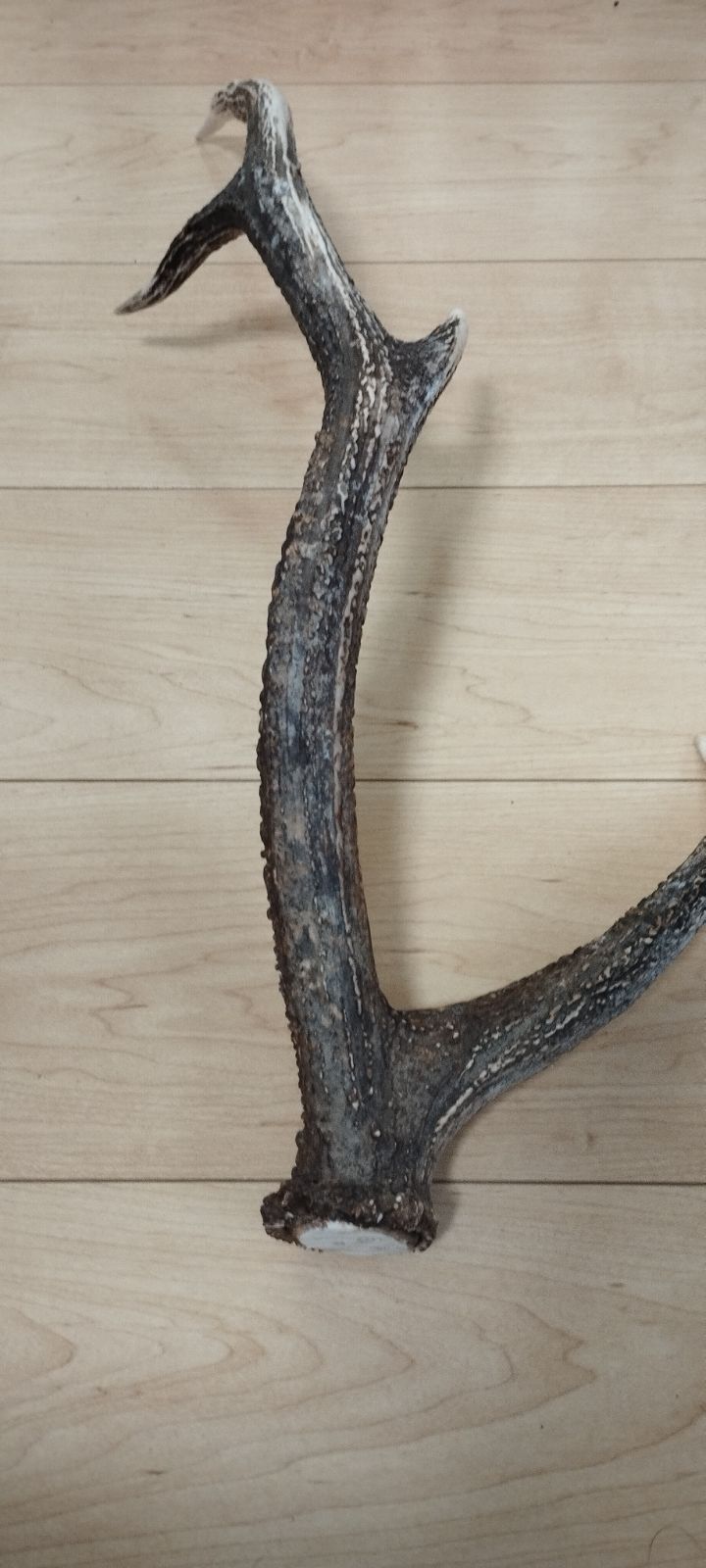 エゾ鹿 角 58cm 744g 大型 無漂白 ナチュラル素材 犬用/クラフト/装飾