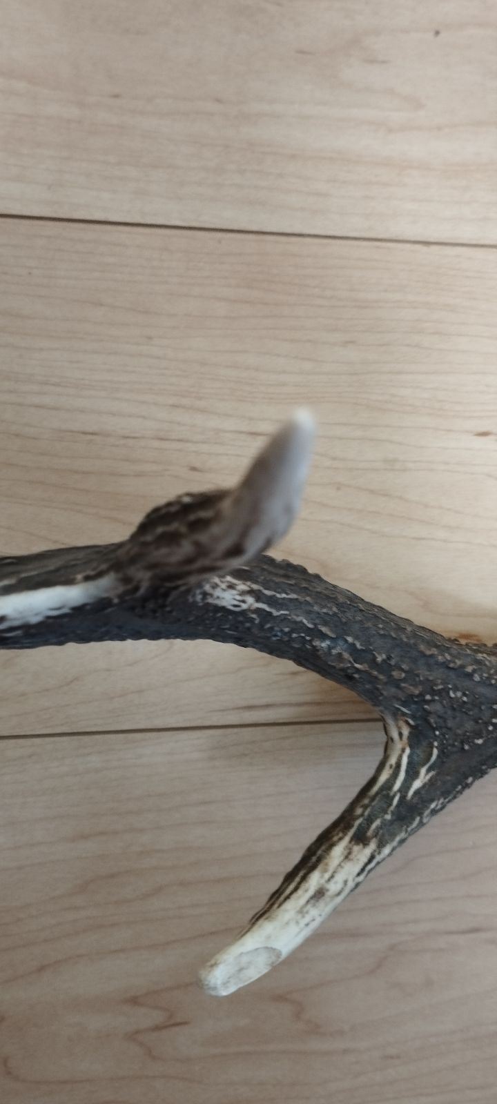 エゾ鹿 角 58cm 744g 大型 無漂白 ナチュラル素材 犬用/クラフト/装飾