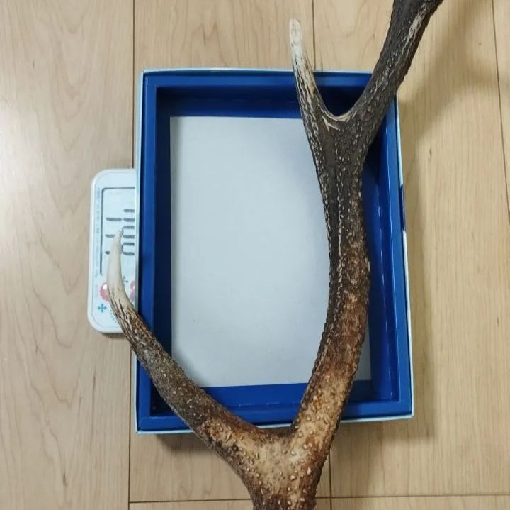 蝦夷鹿の角 約58cm エゾ鹿 角 片角 58cm 744g｜無漂白ナチュラル｜北海道産｜蝦夷鹿 No