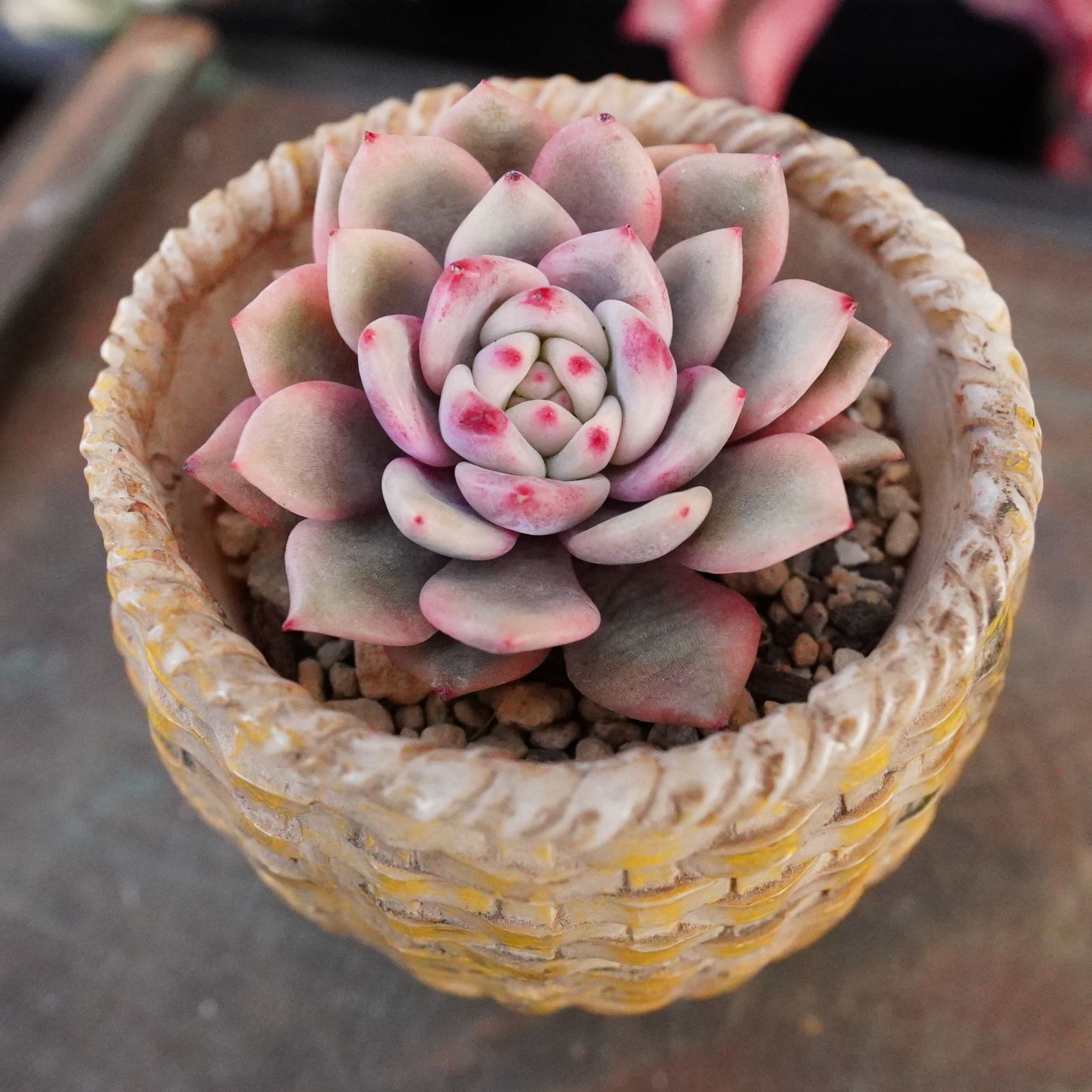 新登場※ 激レア【アリエル錦】韓国多肉 斑入り 希少 高級品種！ - メルカリ