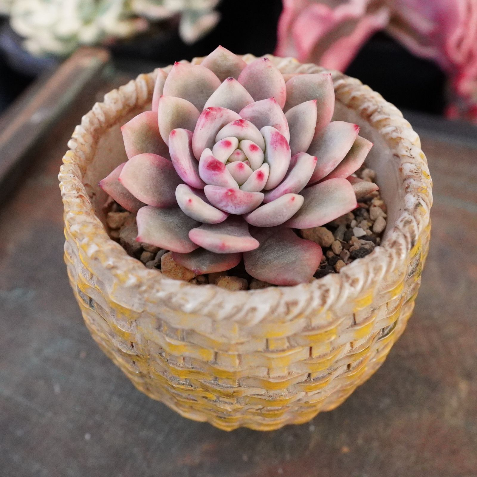 新登場※ 激レア【アリエル錦】韓国多肉 斑入り 希少 高級品種！ - メルカリ