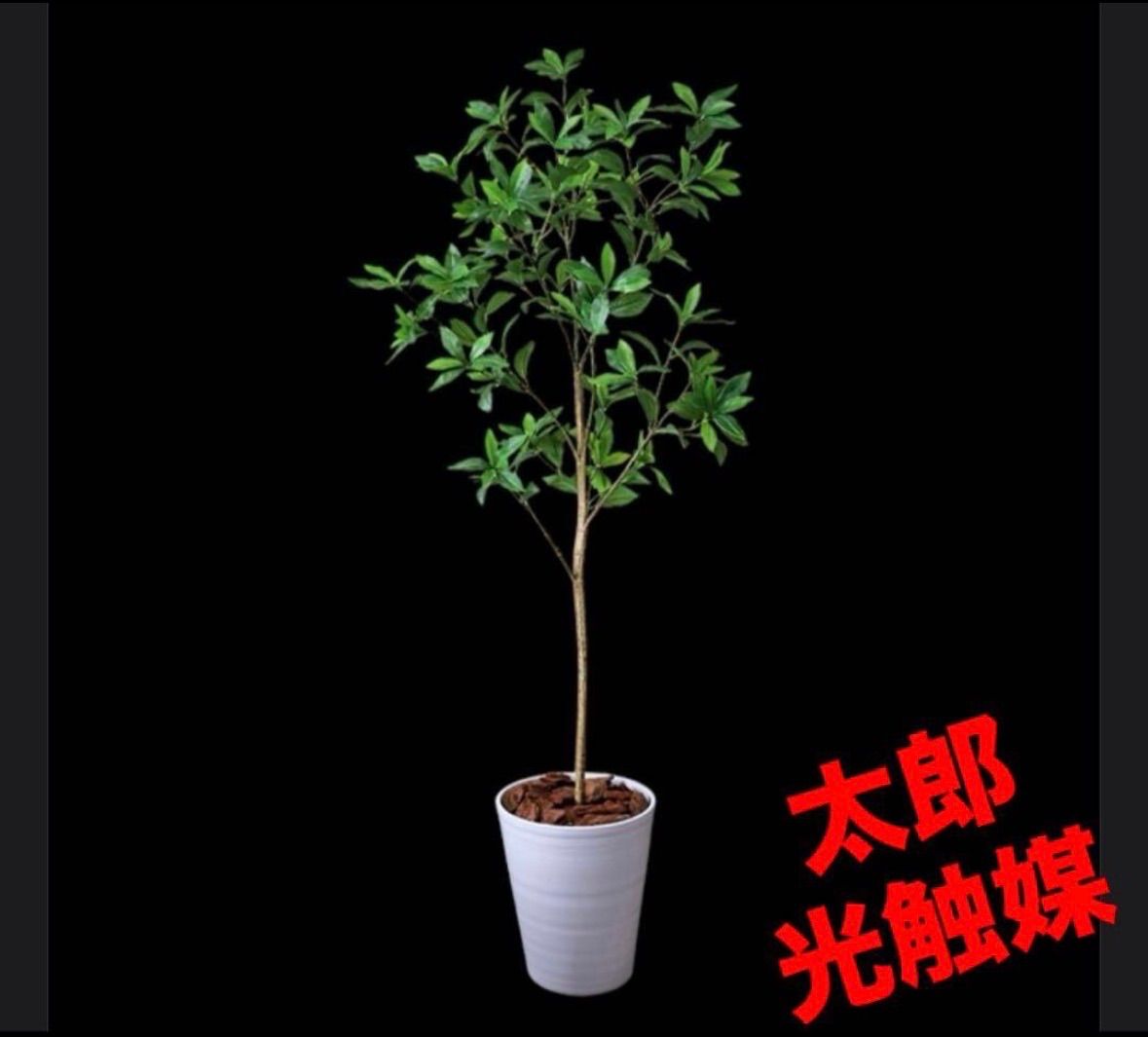 光触媒 人工観葉植物 ウォールグリーン フェイクグリーン アセビ8322