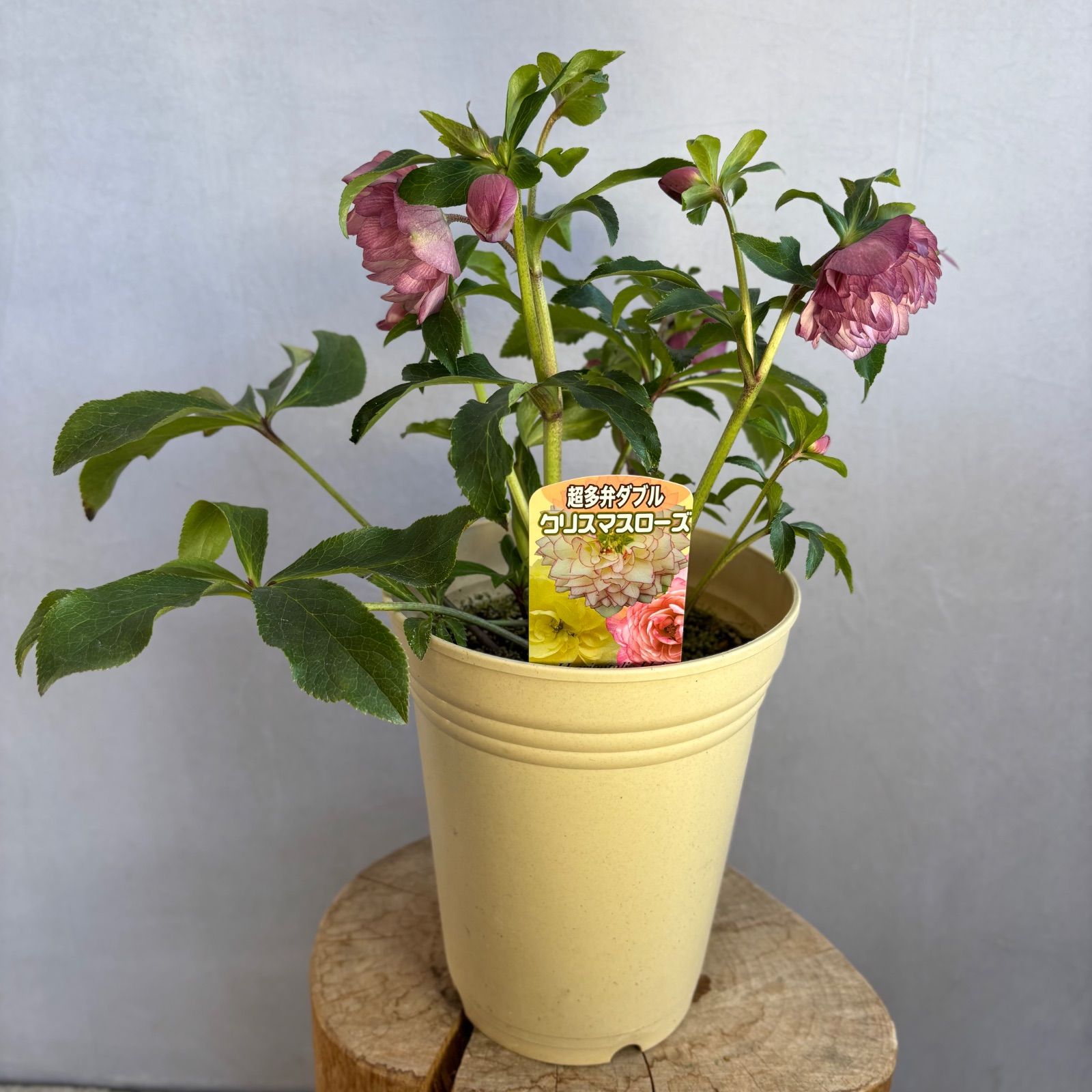 クリスマスローズ 超多弁ダブル 1 - メルカリ