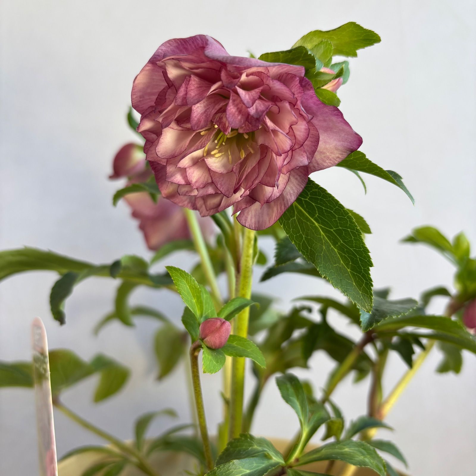 クリスマスローズ 超多弁ダブル 1 - メルカリ