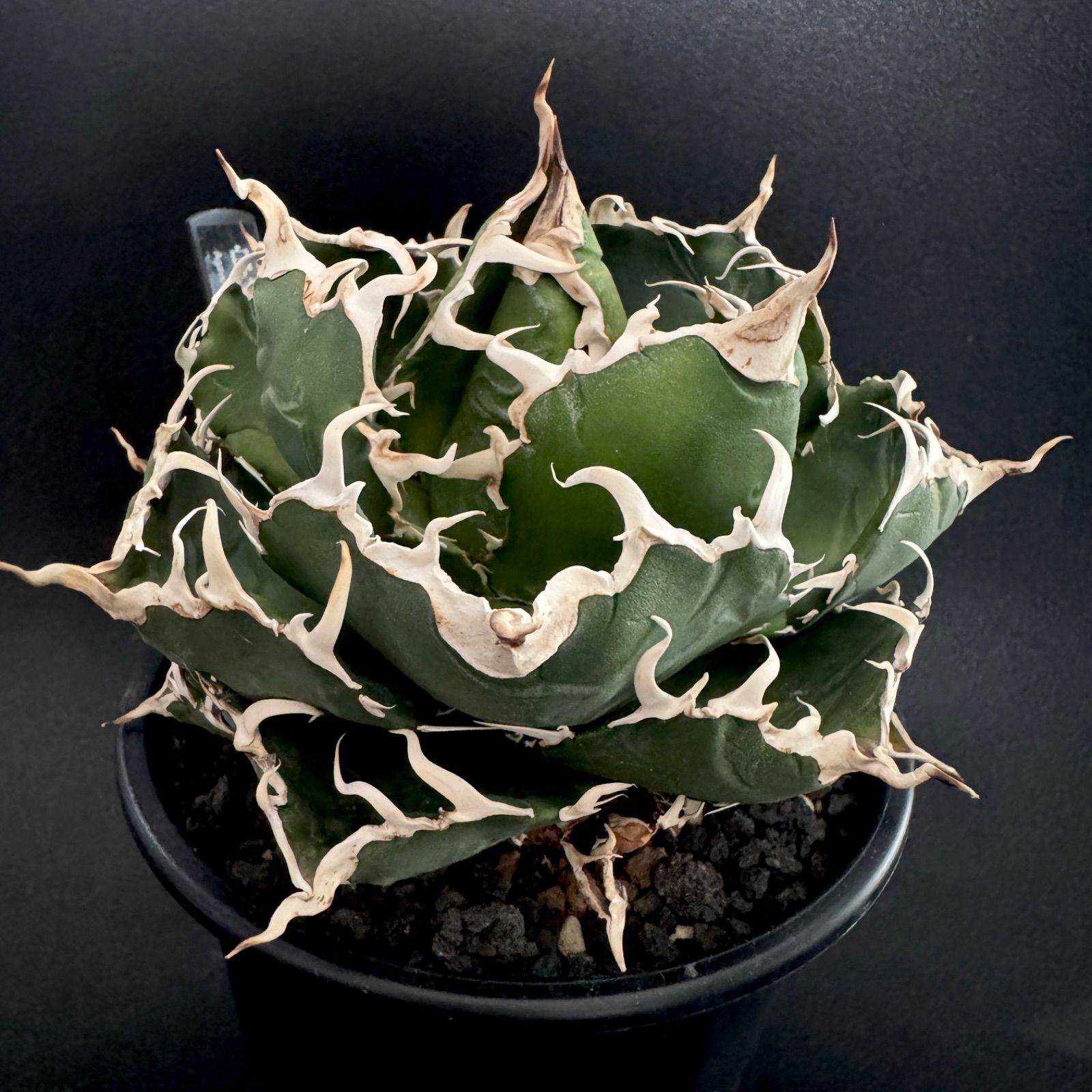 アガベ 白鯨 チタノタ オテロイ 子株 - メルカリ