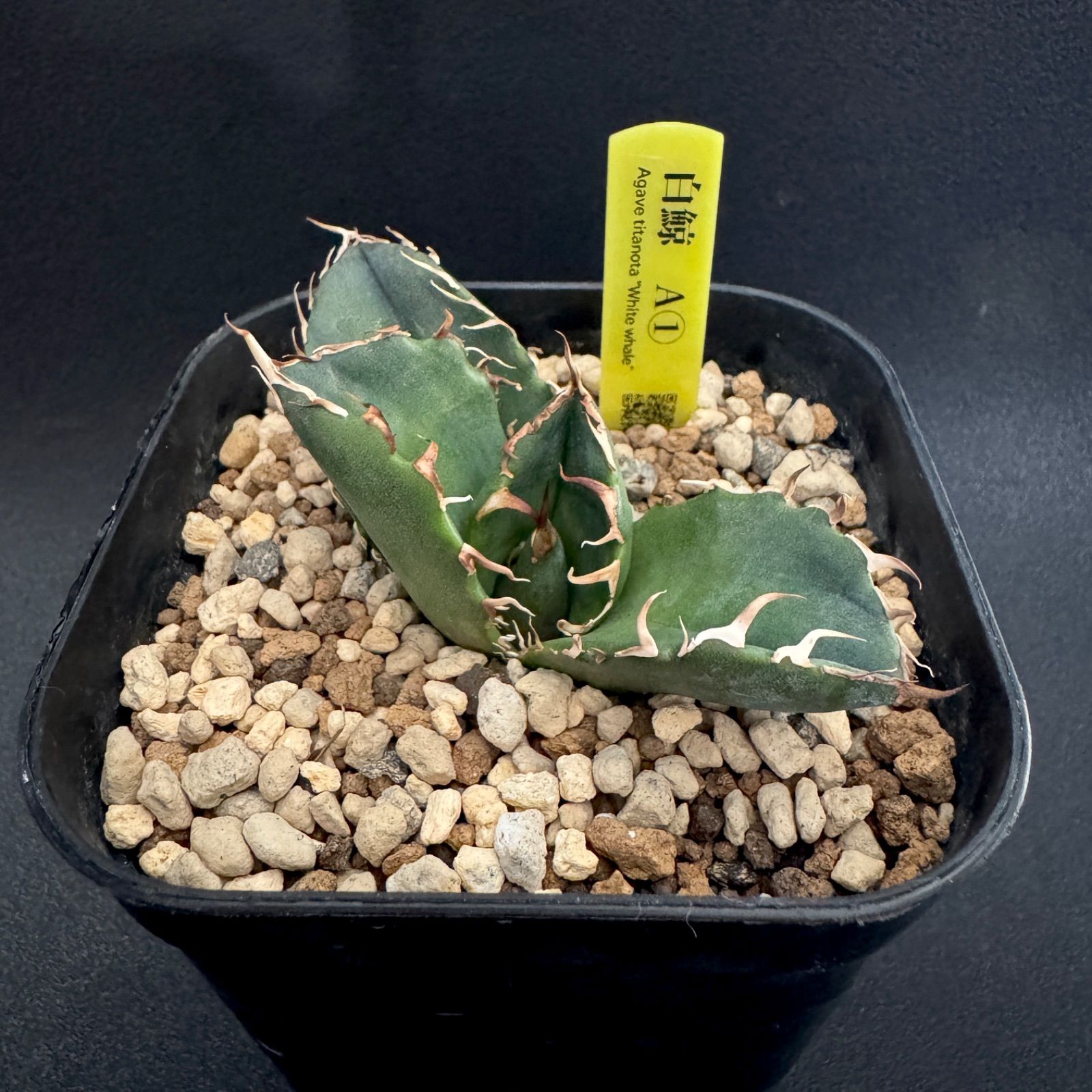 アガベ 白鯨 チタノタ オテロイ 子株 - メルカリ