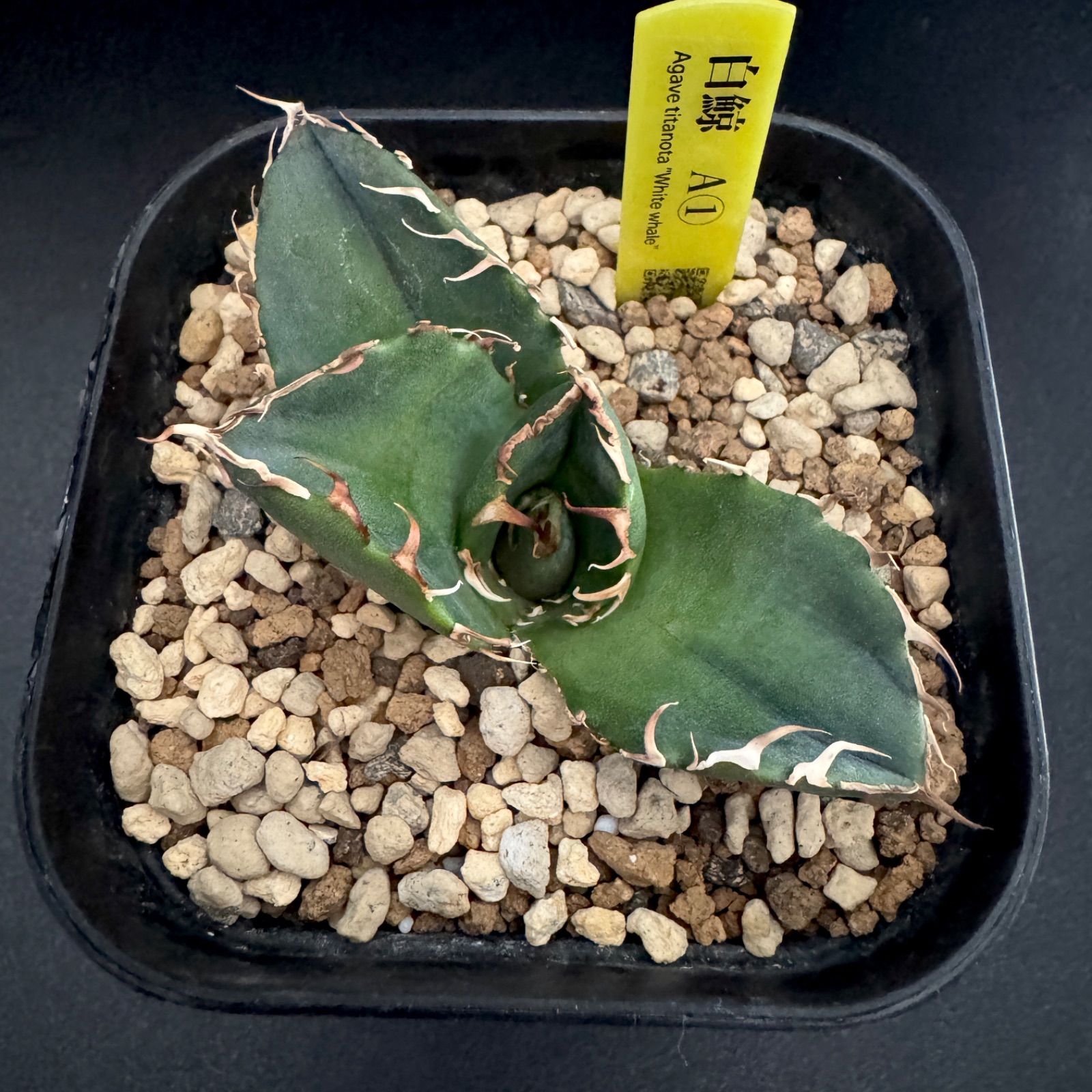 アガベ 白鯨 チタノタ オテロイ 子株 - メルカリ