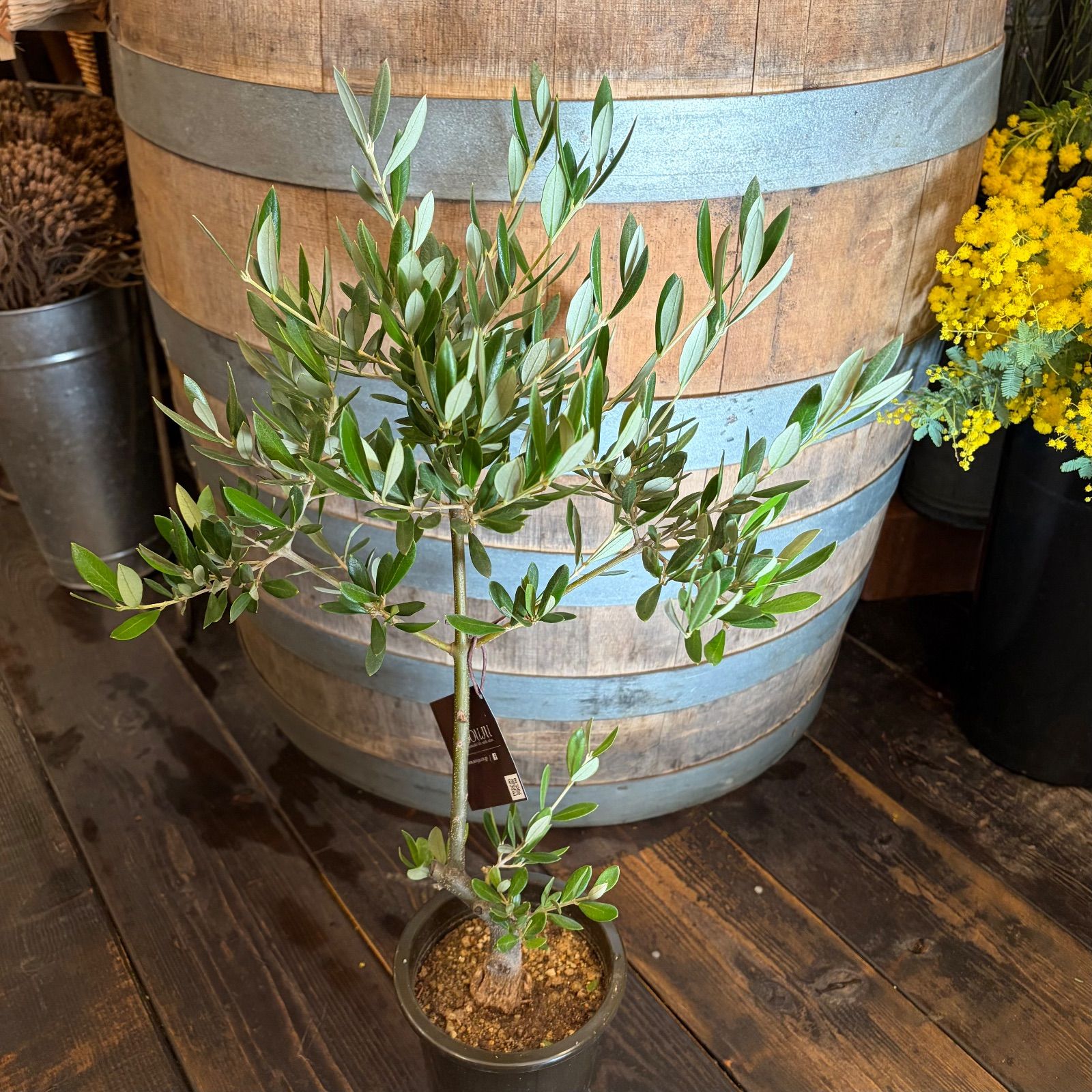 オリーブの木 ピクアル 4号鉢 - メルカリ