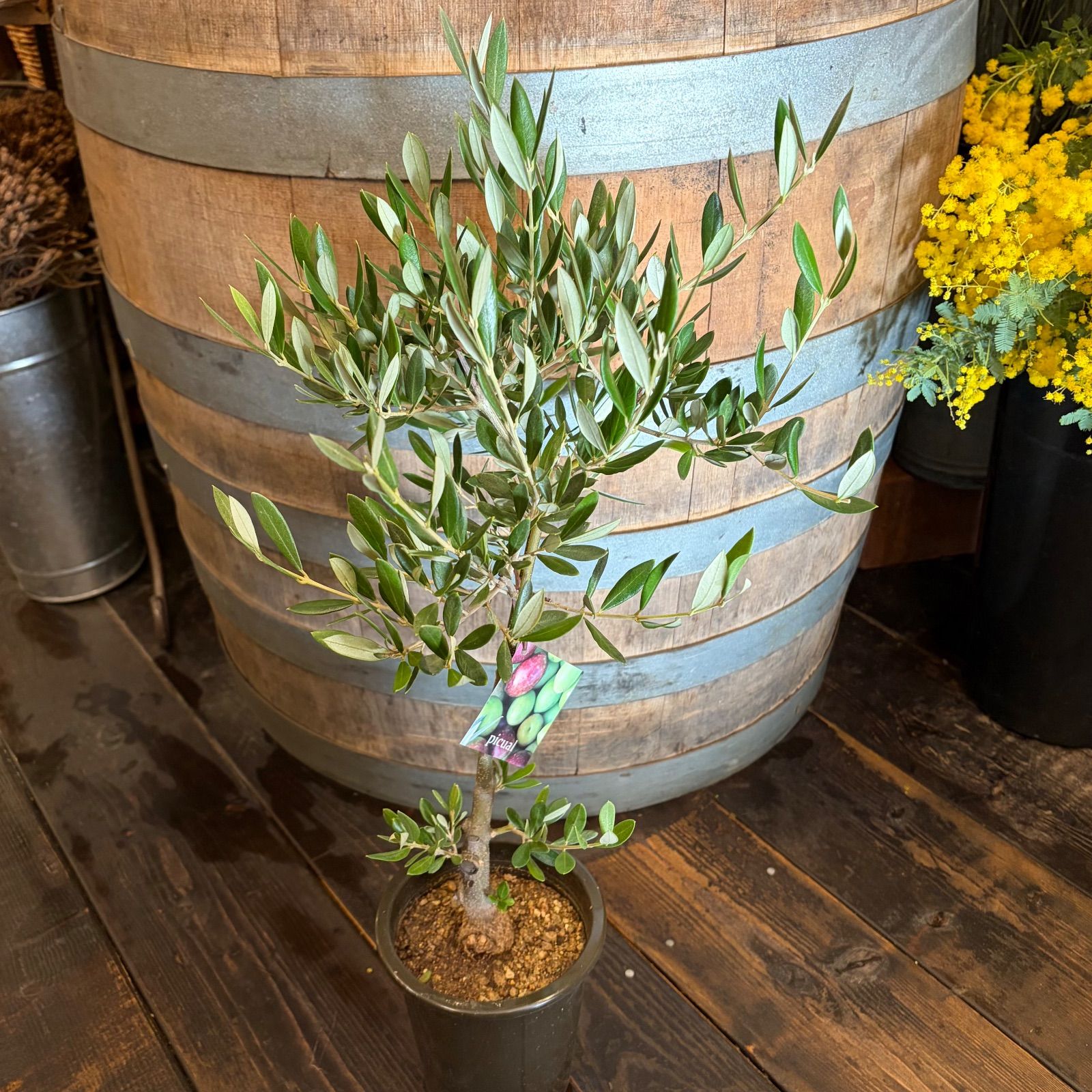 オリーブの木 ピクアル 4号鉢 - メルカリ
