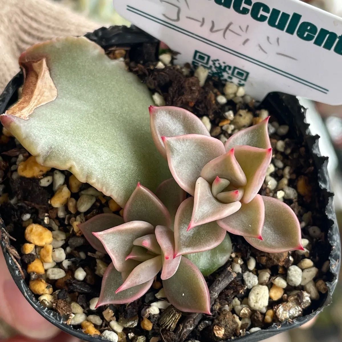 多肉植物♡ゴールドバー❤︎抜き苗(根付き) - メルカリ