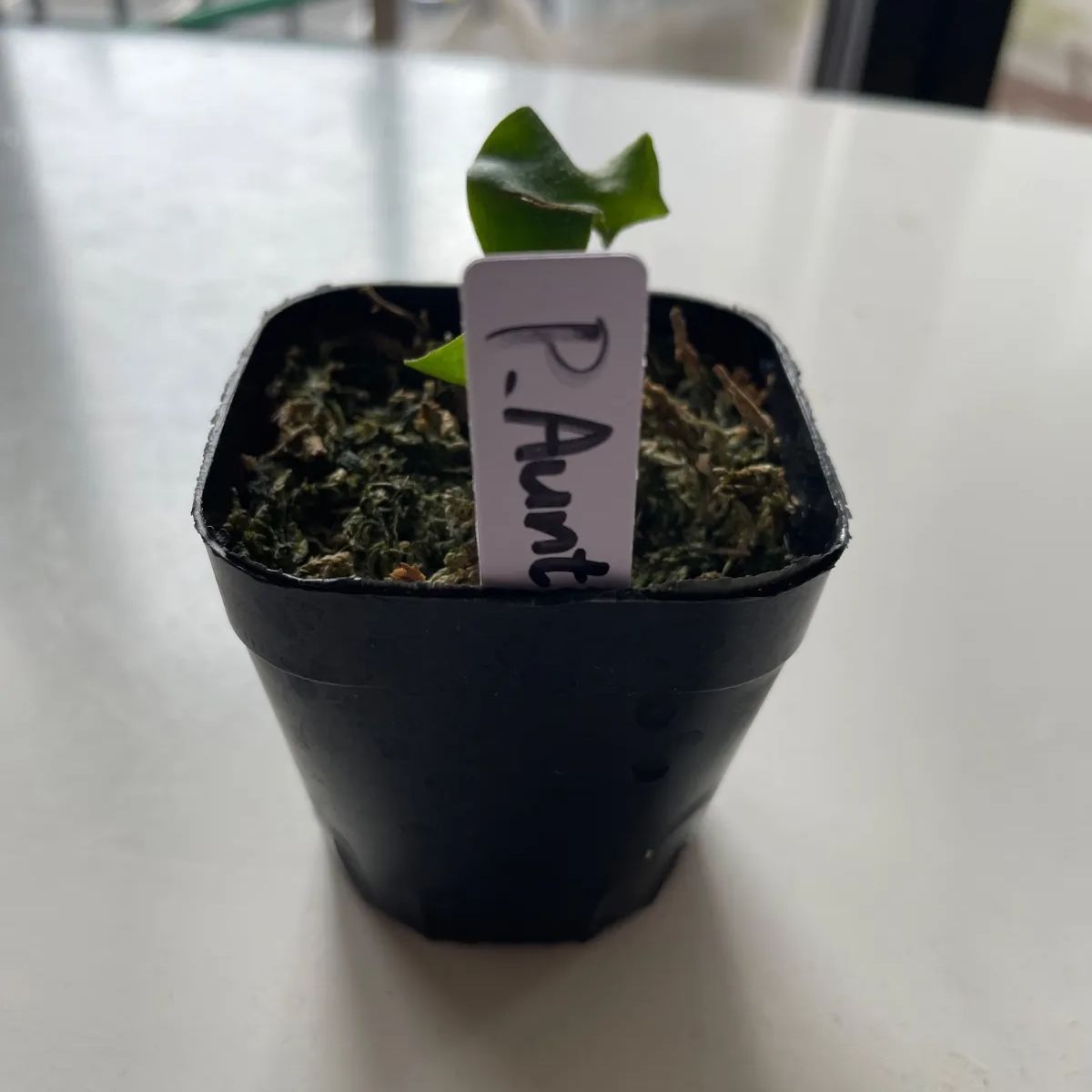 ビカクシダ5点セット① - メルカリ