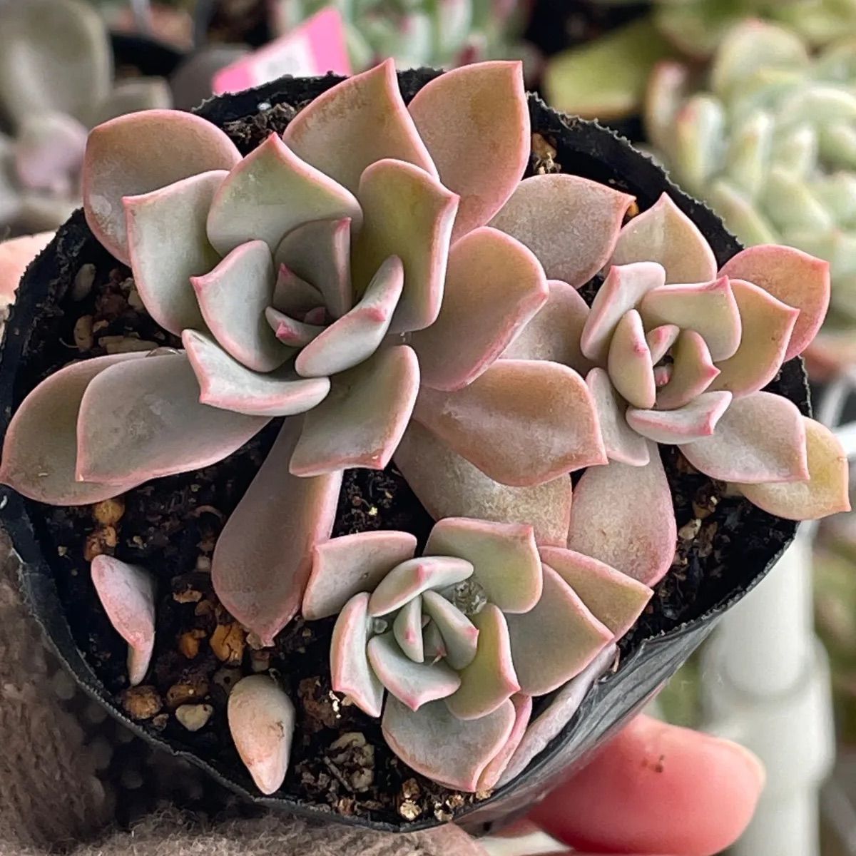 多肉植物　抜き苗　Usha　ウーシャ 多肉植物♡ジュピター❤︎抜き苗(根付き) - メルカリ