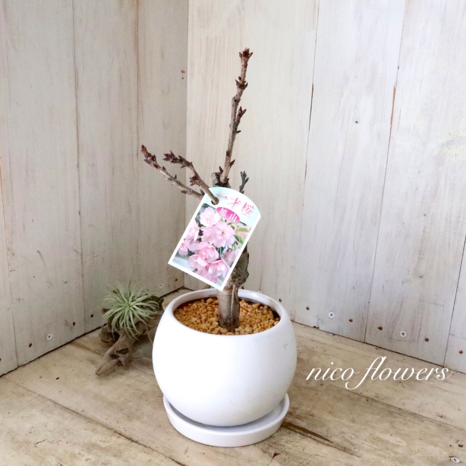 人気♡一才桜♡旭山♡お花見♡陶器鉢♡ - メルカリ