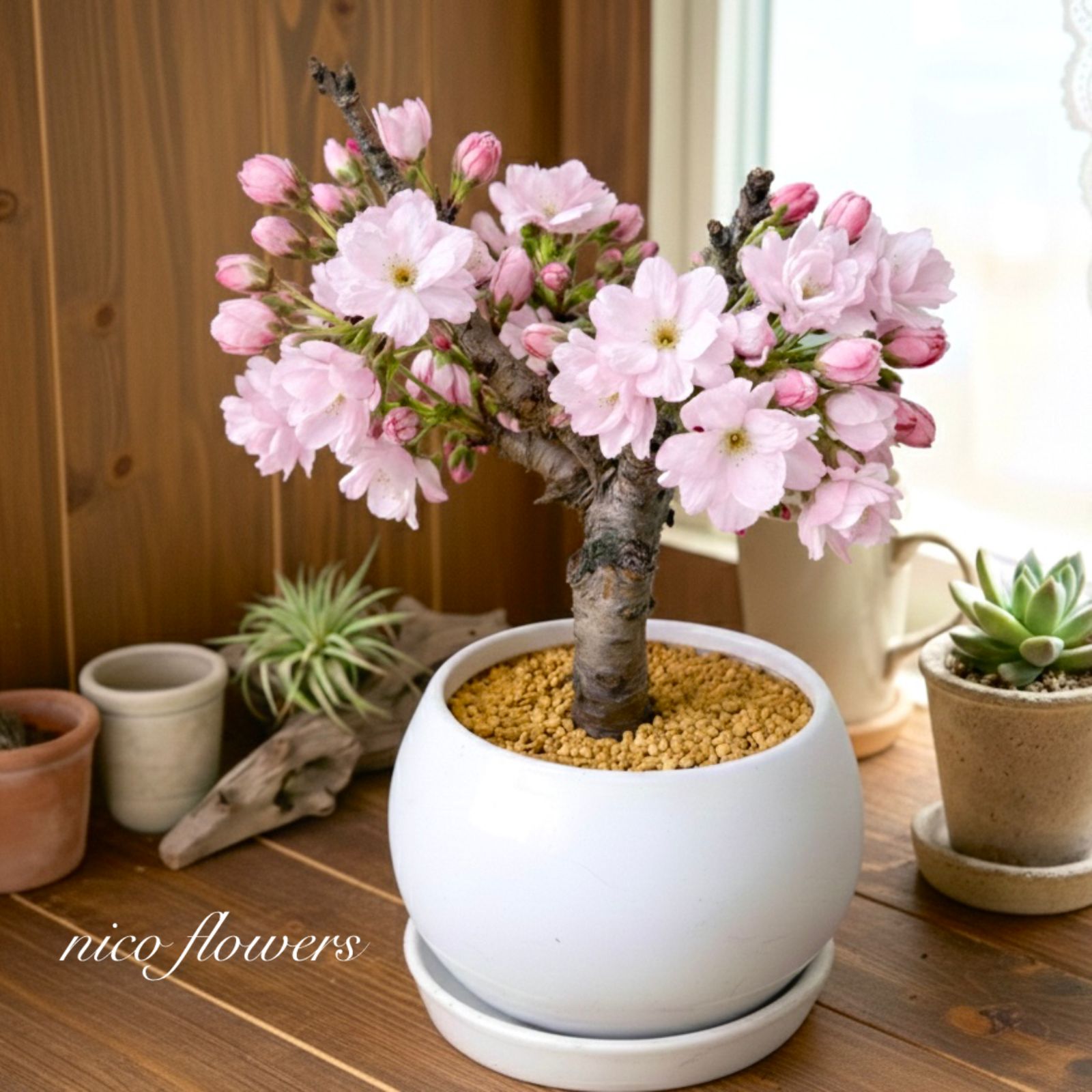 人気♡一才桜♡旭山♡お花見♡陶器鉢♡ - メルカリ