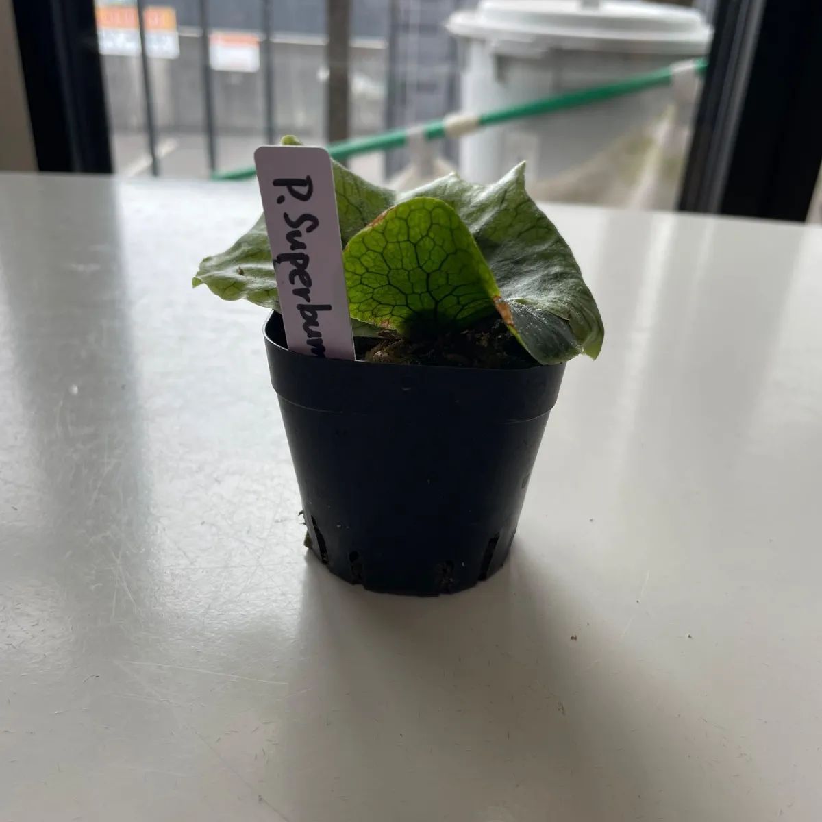 ビカクシダ5点セット⑤ - メルカリ