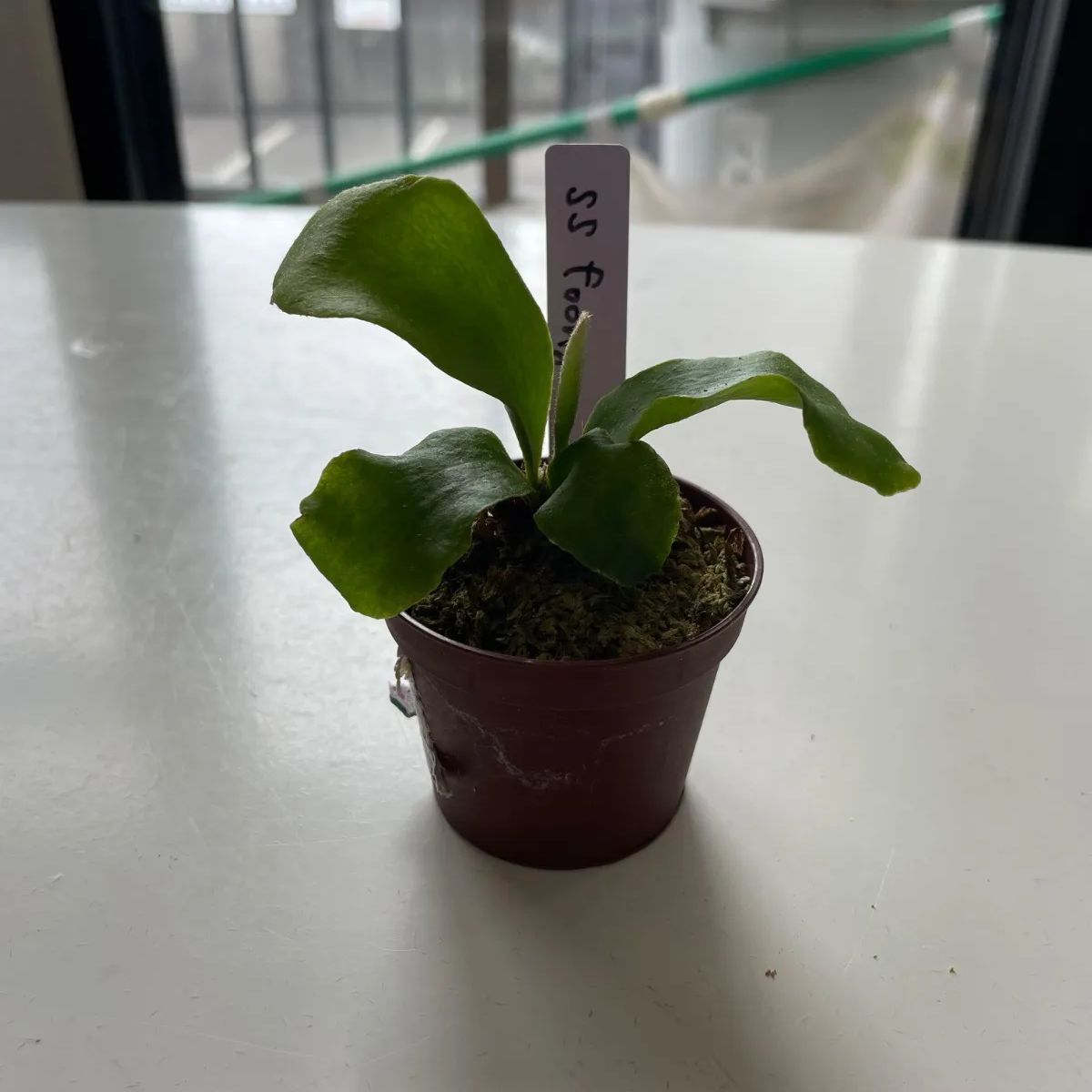 ビカクシダ5点セット⑤ - メルカリ