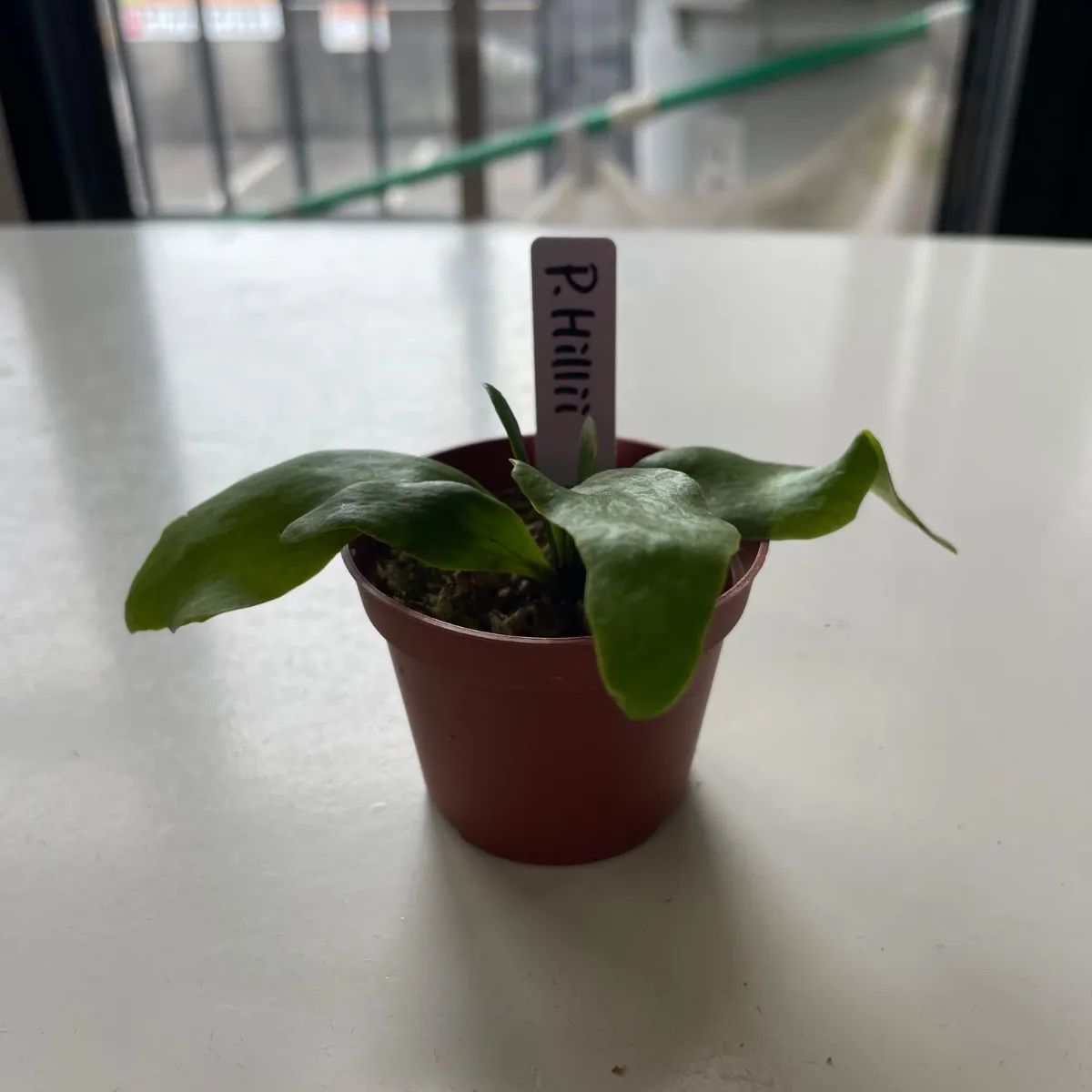 ビカクシダ5点セット⑤ - メルカリ