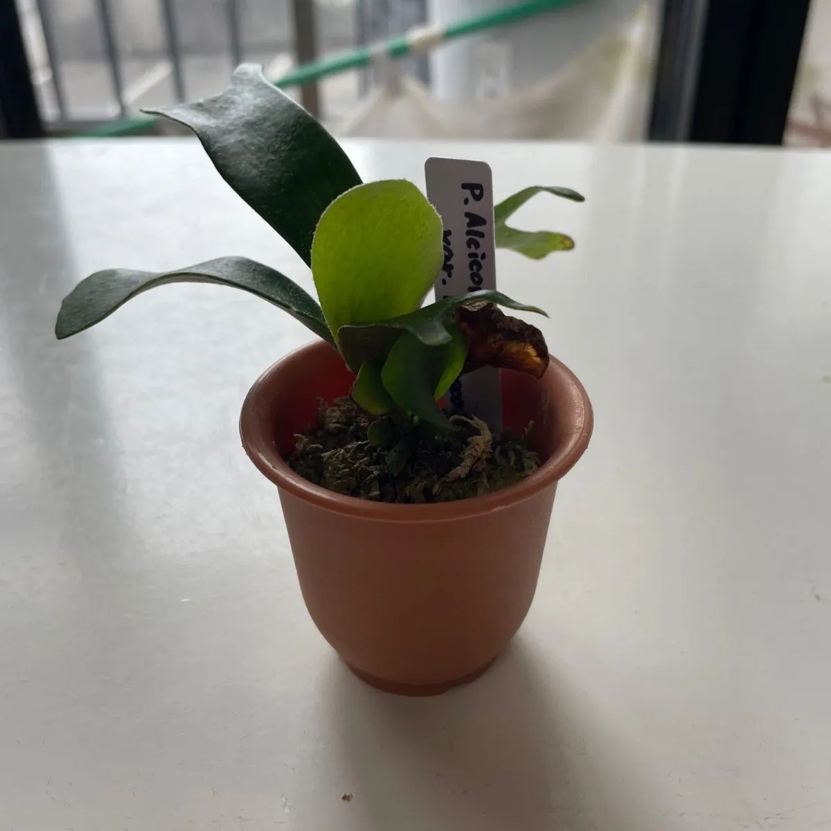 ビカクシダ5点セット⑤ - メルカリ